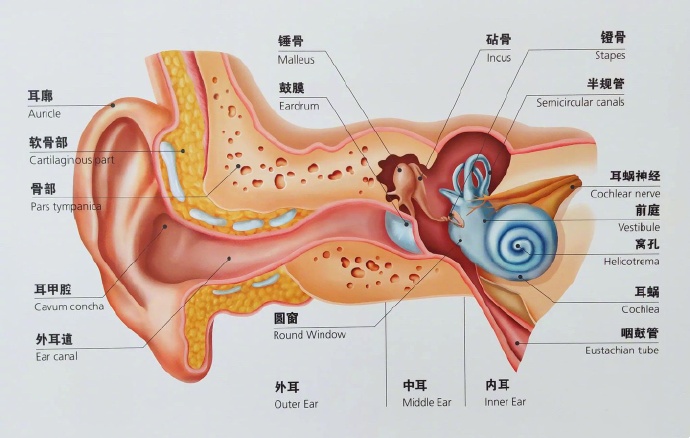 它是耳道里耵聍腺的分泌物,能够吸附进入耳朵的脏东西,灰尘及其他小