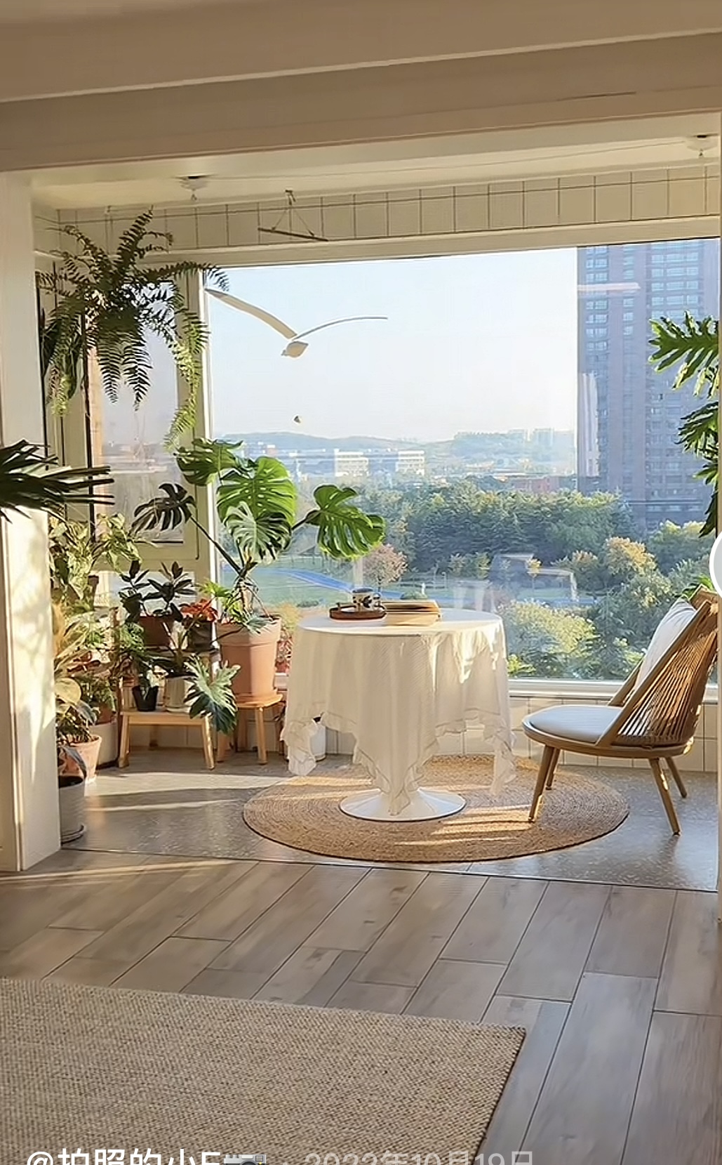 阳光倾洒进阳台,绿植们惬意舒展枝叶