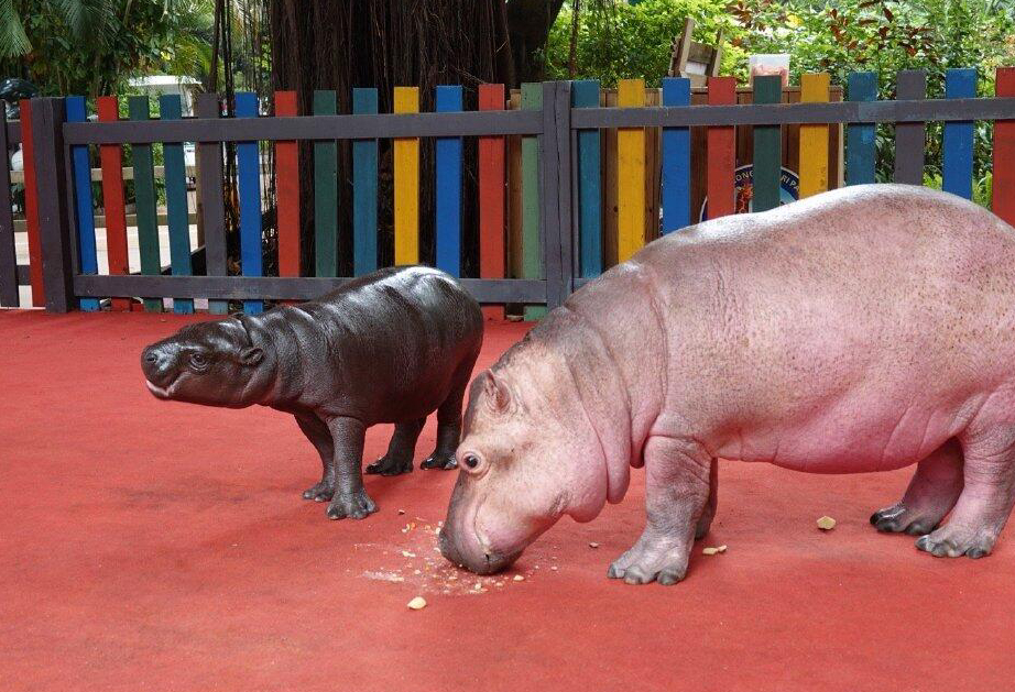 这是河马科仅存的两个物种,成年河马体重可以达到成年侏儒河马的6倍