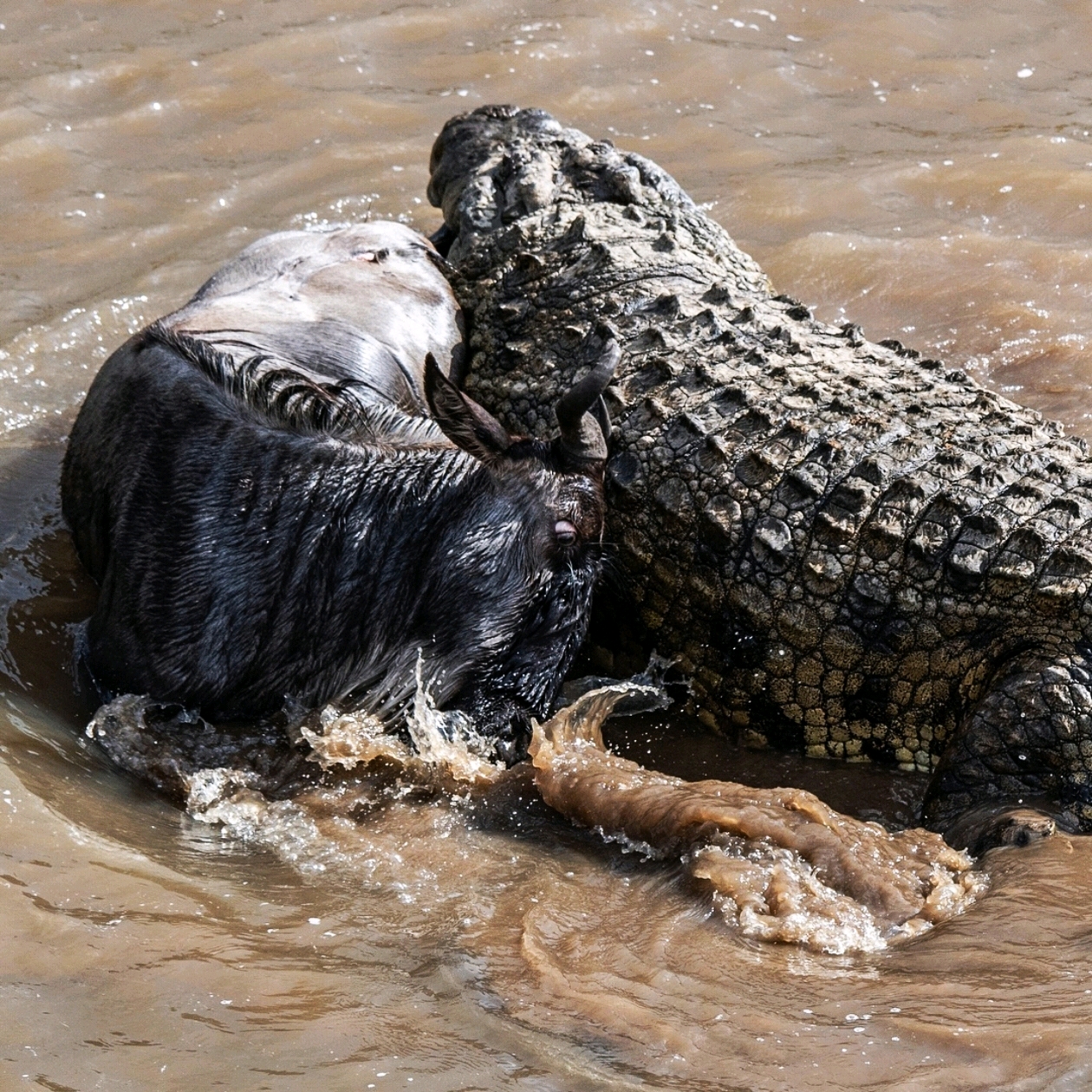 巨型尼罗鳄捕食过河的角马,这脑袋都快赶上角马半个身体大了