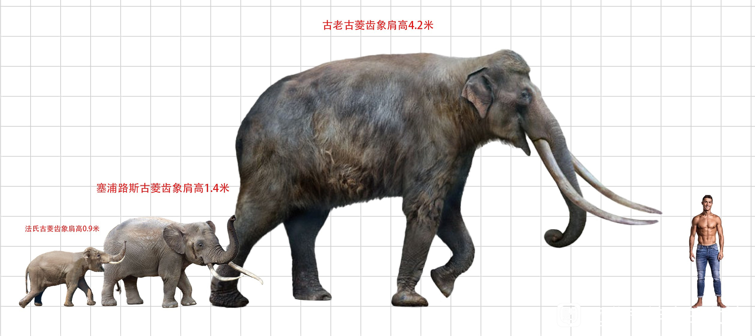 法氏古菱齿象是已知最小的真象类,肩高不足1米,体重约300公斤.