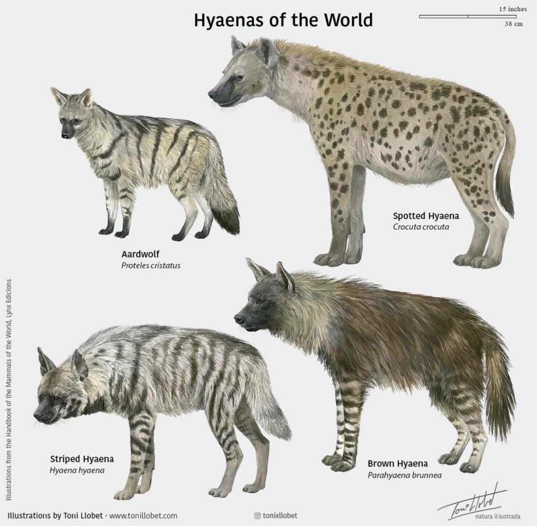 鬣狗科4个物种图鉴,有斑点的是斑鬣狗,长着棕色长毛的是棕鬣狗,有条纹