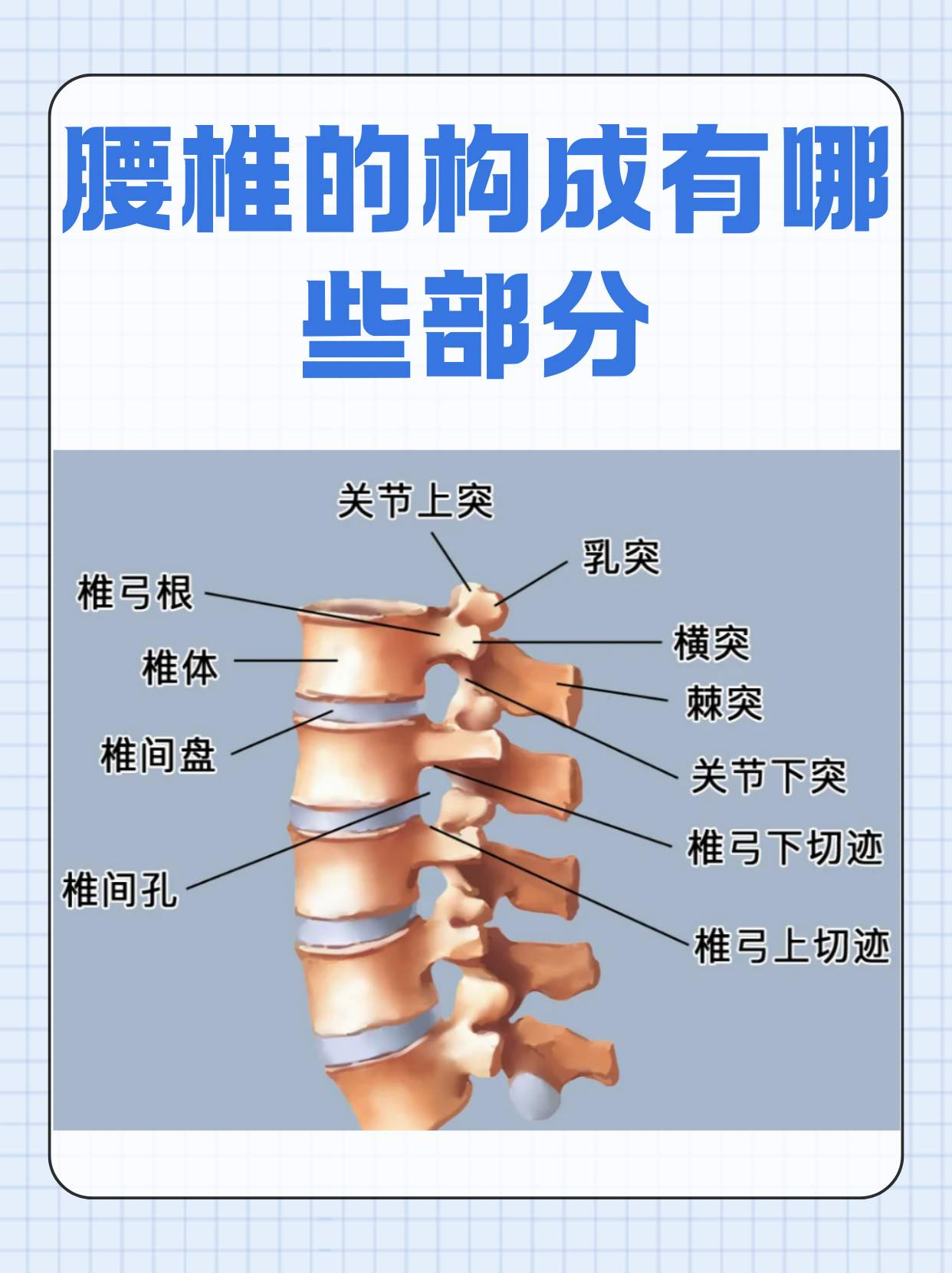腰椎的构成有哪些部分