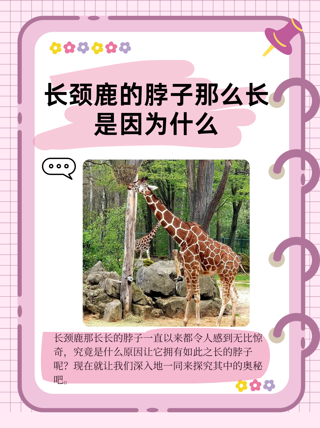 长颈鹿的脖子那么长是因为什么