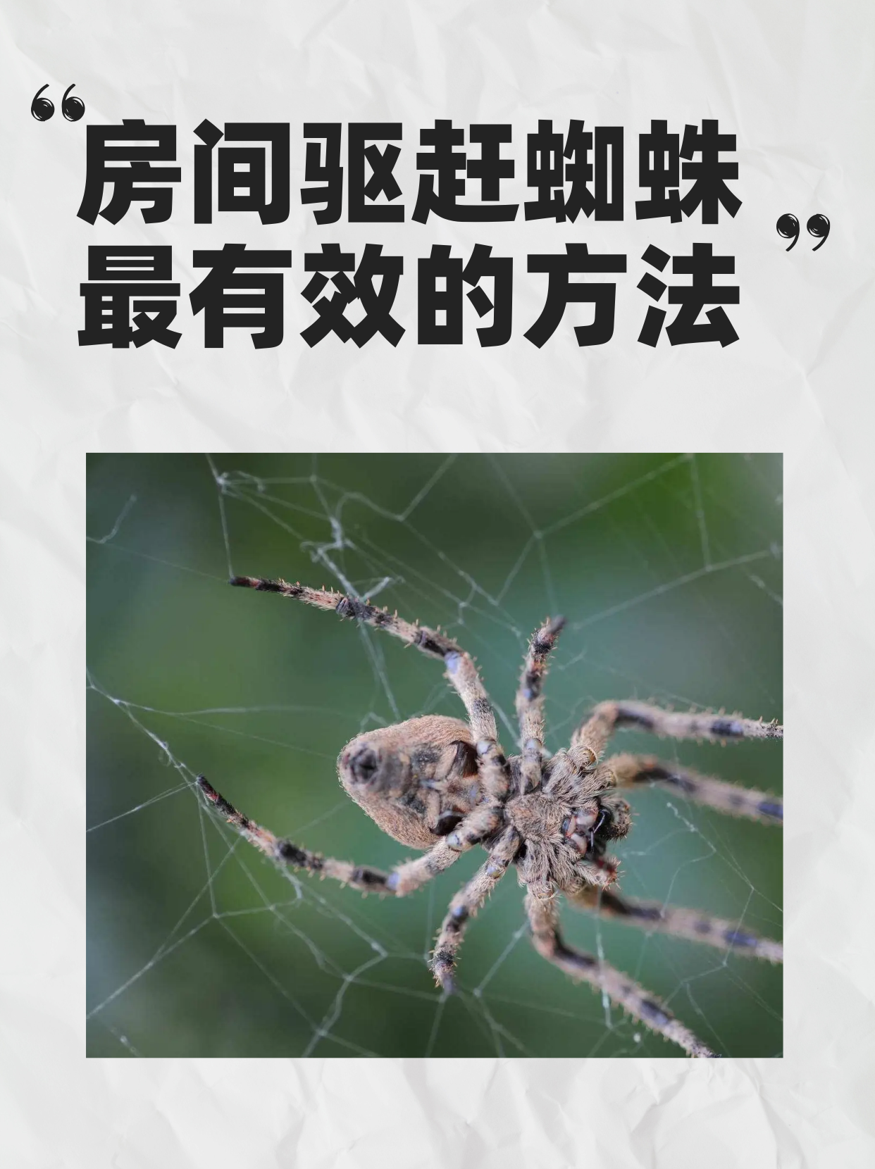 蜘蛛趴着不动是干嘛=蜘蛛趴在墙上一动不动在想啥
