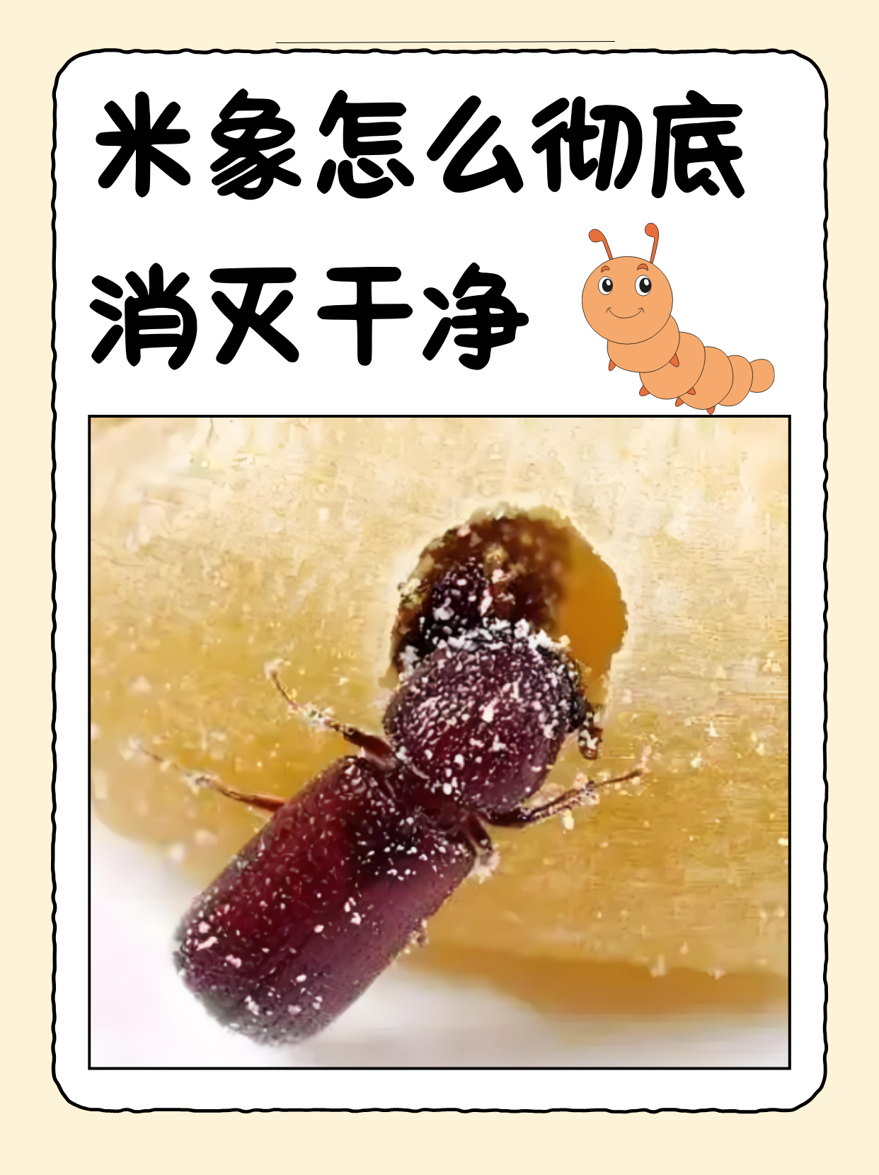 米象怎么彻底消灭干净?  说到米象,它可是让很多家庭头疼的"小访客".