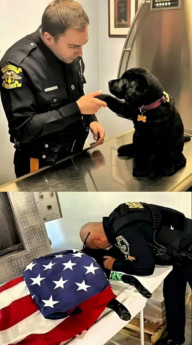 美国洛杉矶警察局的一只拉布拉多警犬服役十多年,立功无数,曾经多次为