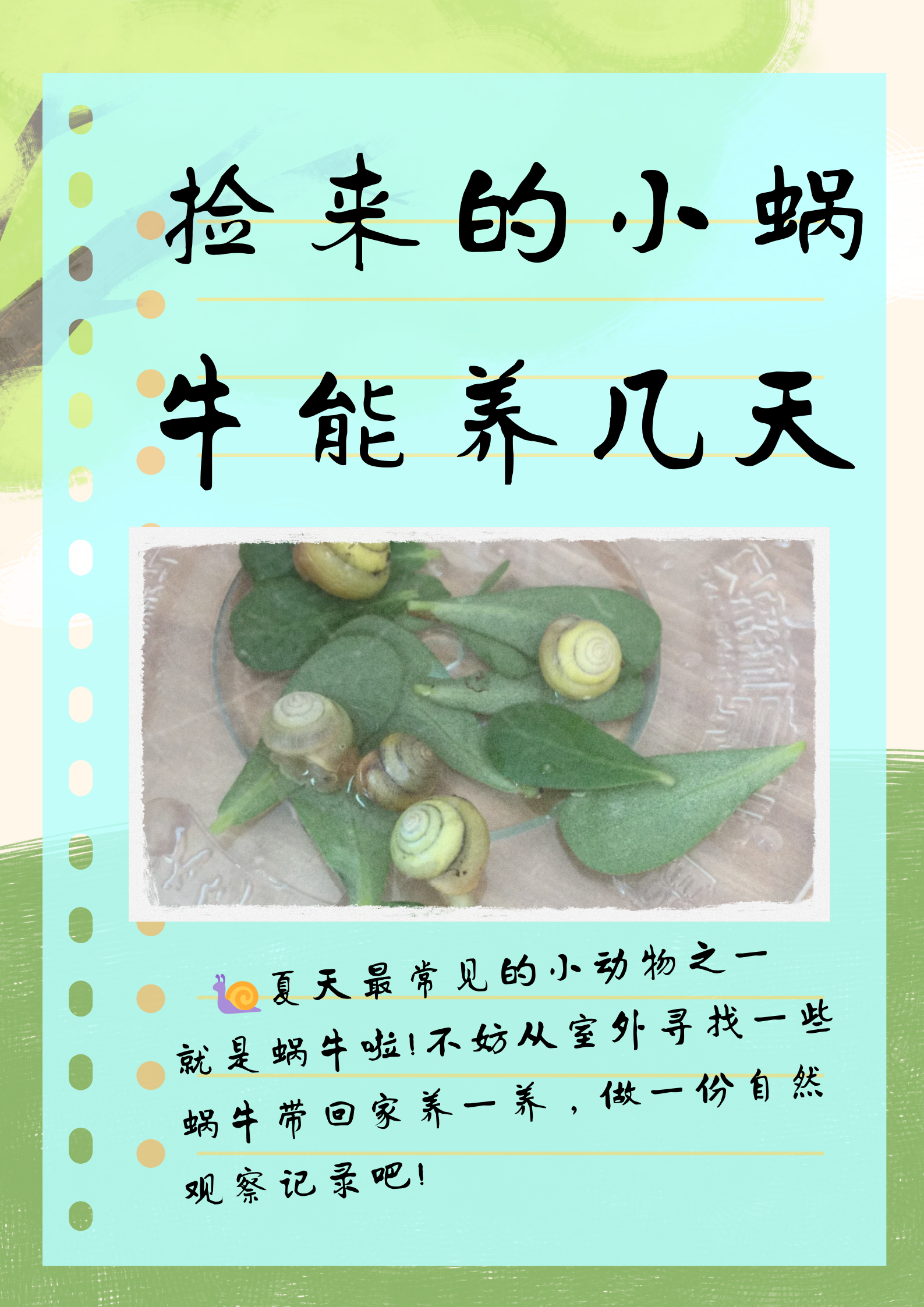 捡来的小蜗牛能养几天  小伙伴们,你们是不是也好奇捡来的小蜗牛能养