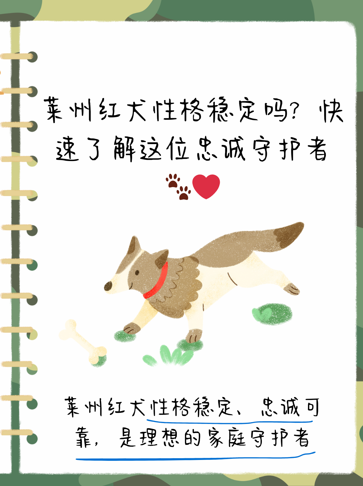 莱州红犬 优点缺点图片