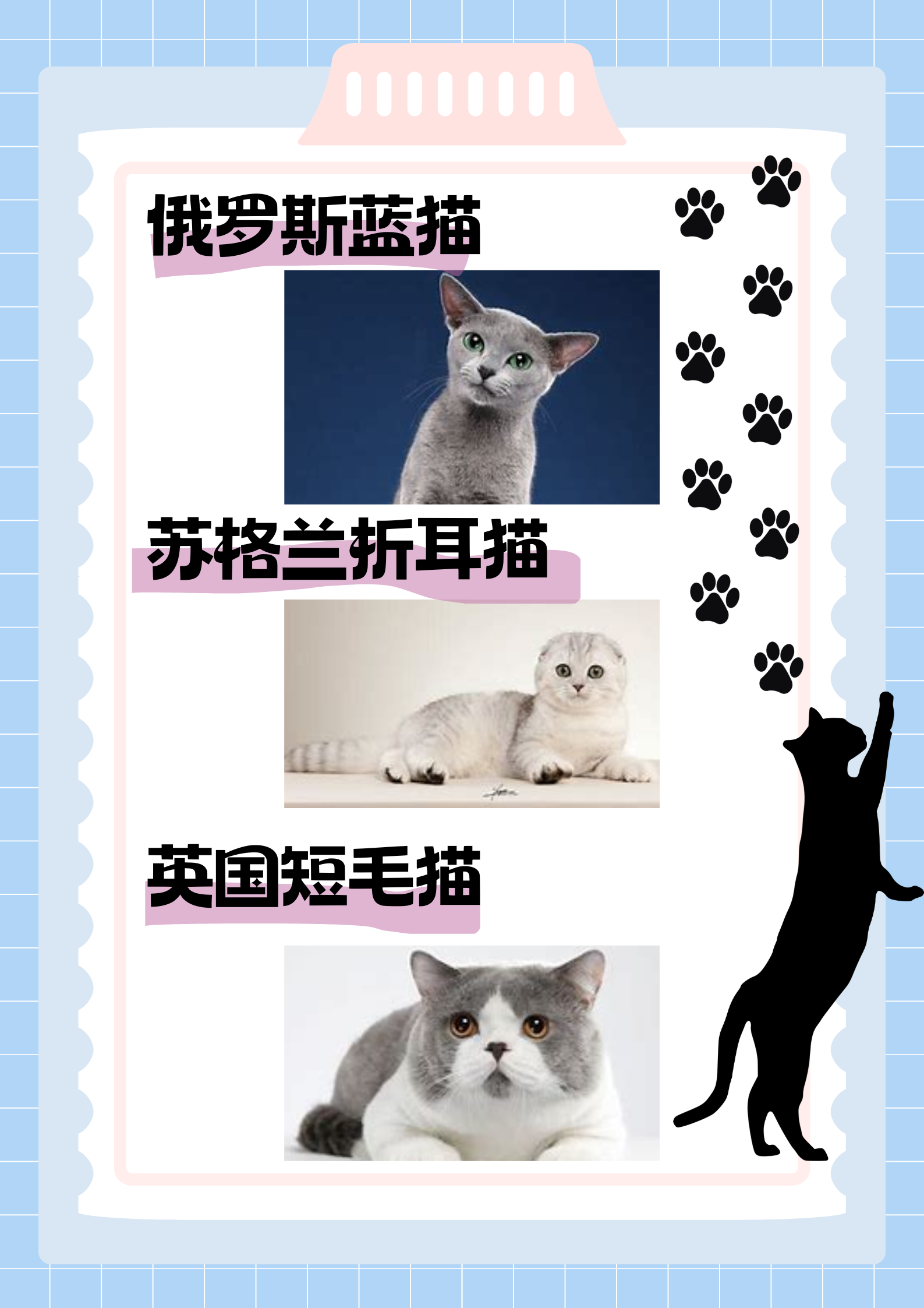 阿瑟拉猫 阿瑟拉猫那可是拥有罕见的血统呀