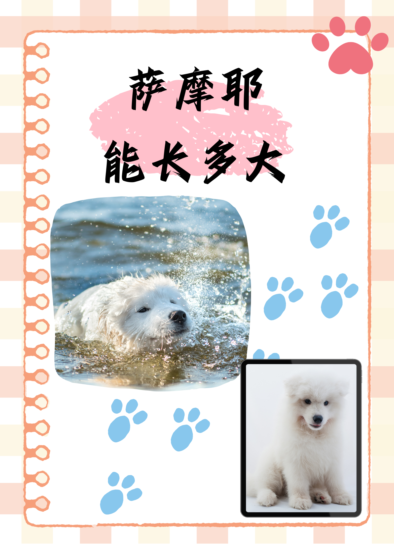 萨摩耶能长多大 文案:由于个体差异,遗传基因以及饲养条件等因素的不