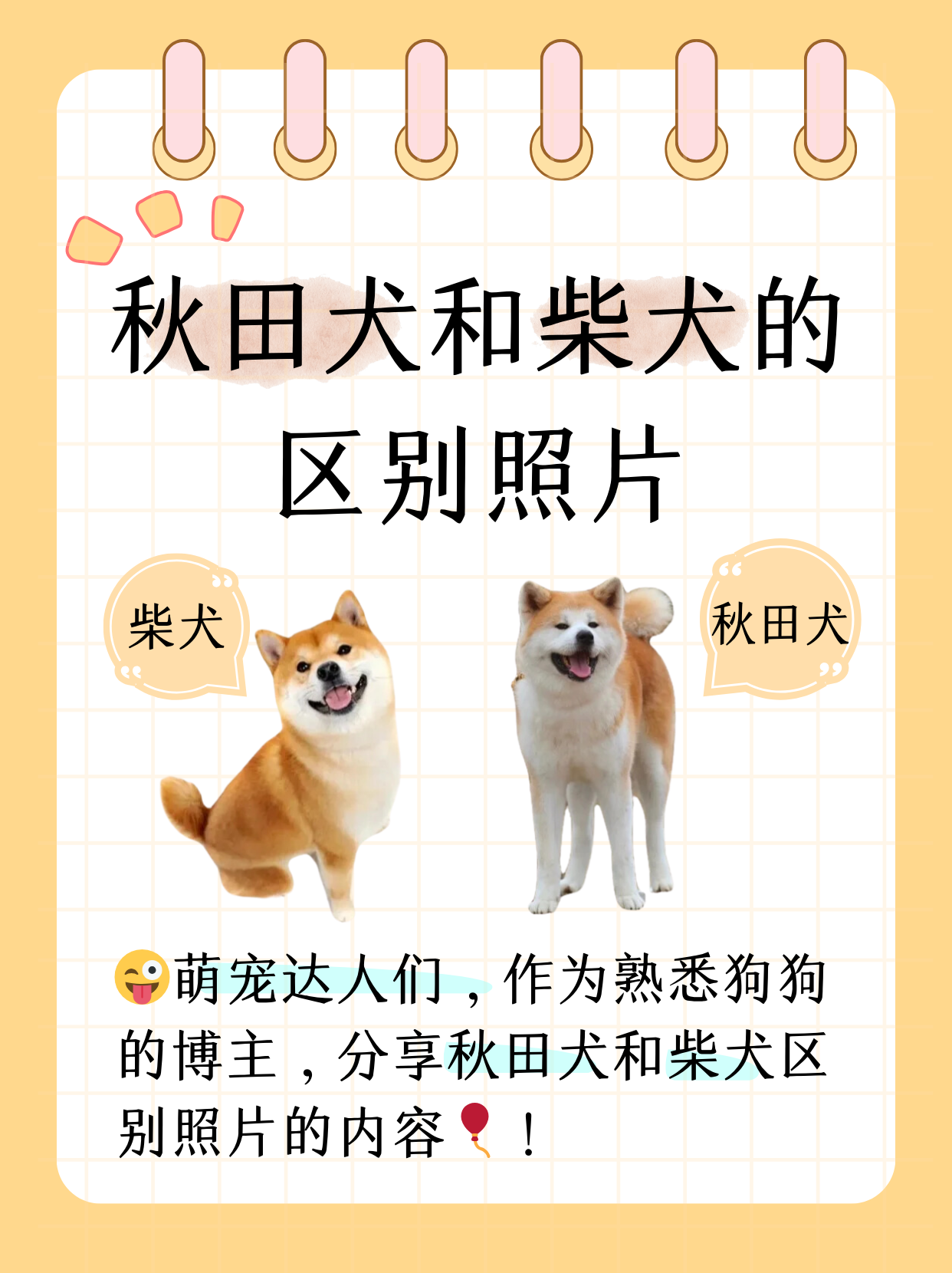 秋田犬和柴犬的区别照片  亲爱的宠物爱好者们,作为一名对狗狗非常