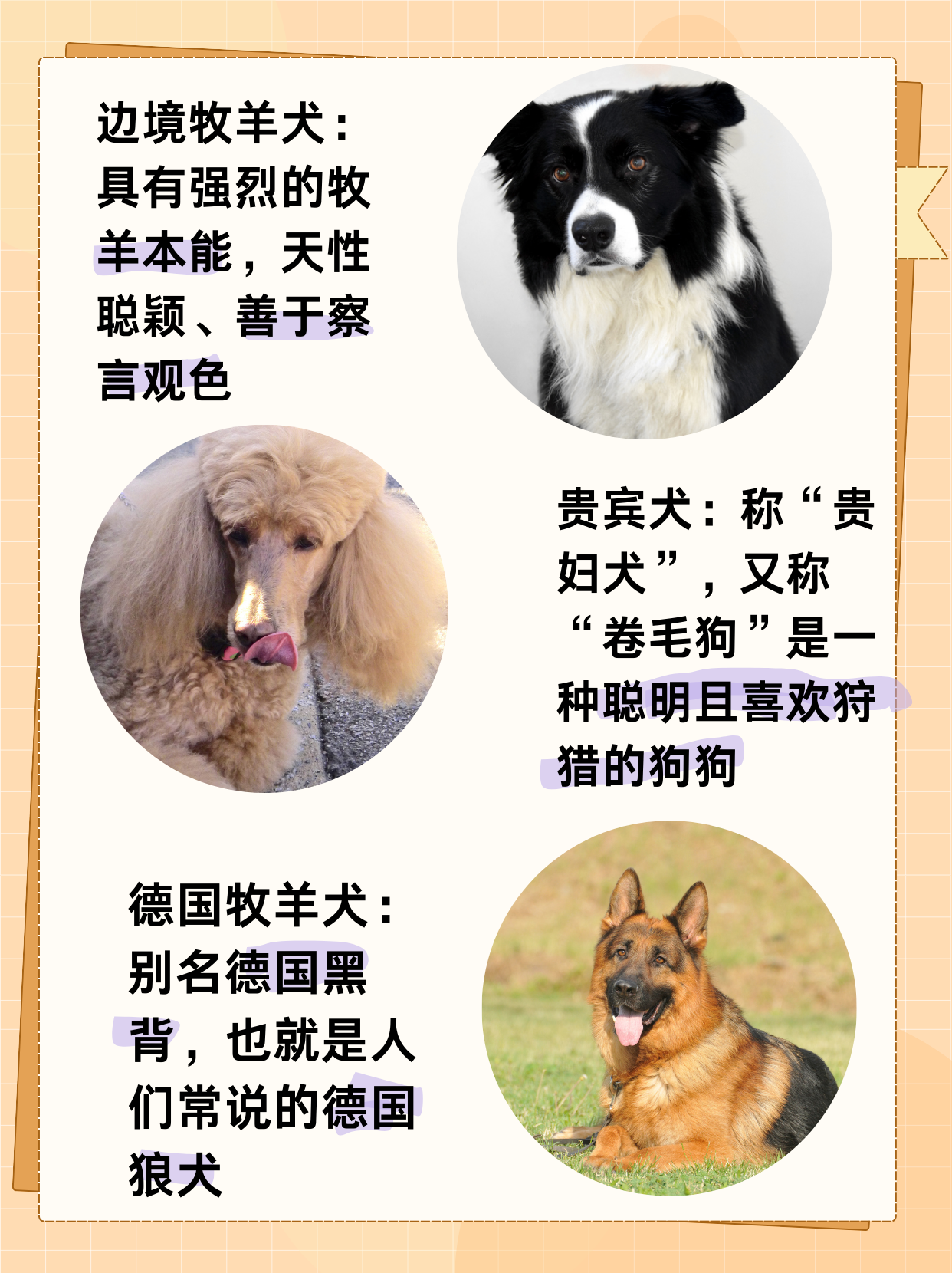 十大聪明犬的排名  哈喽呀