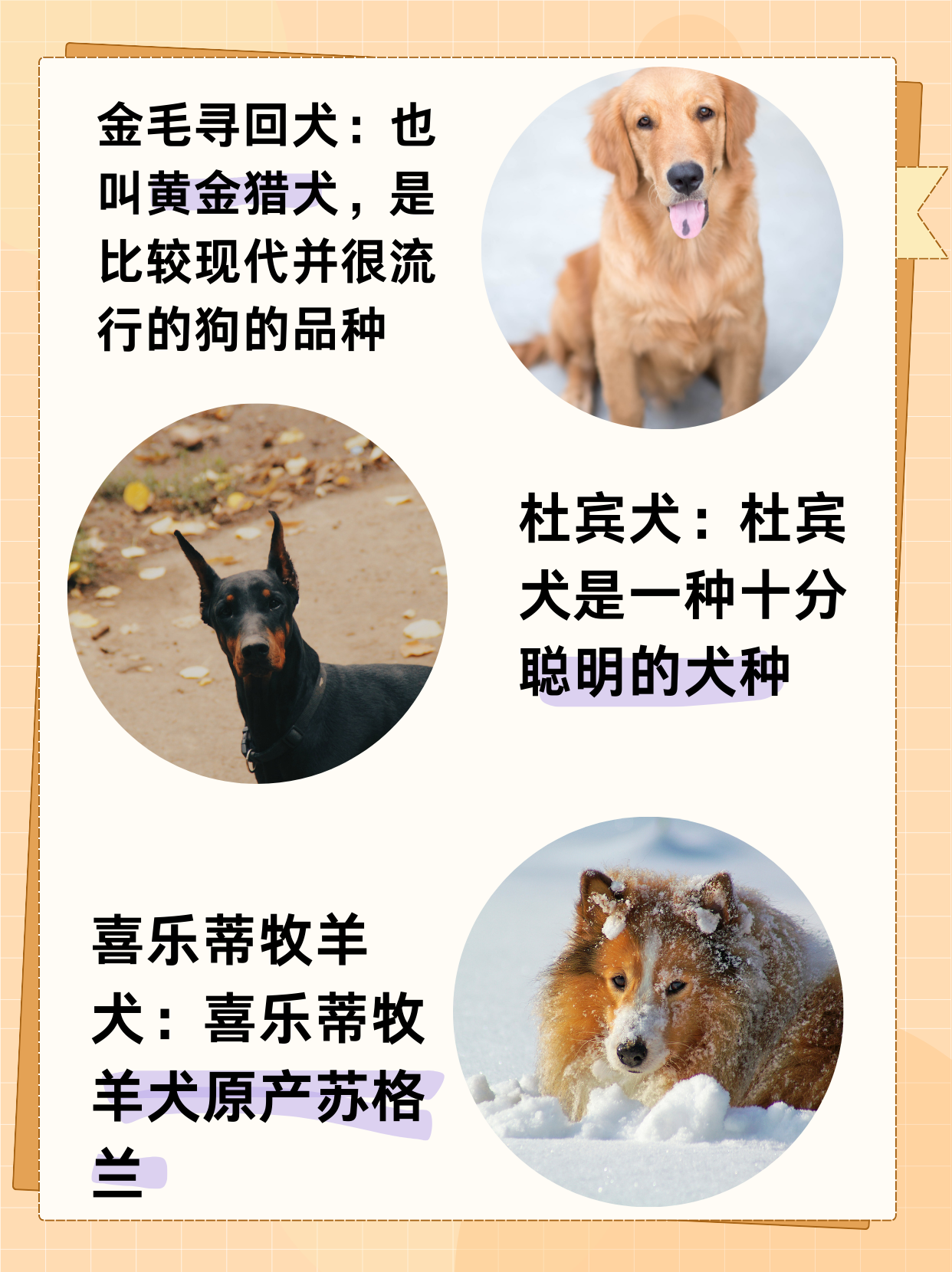 十大聪明犬的排名  哈喽呀