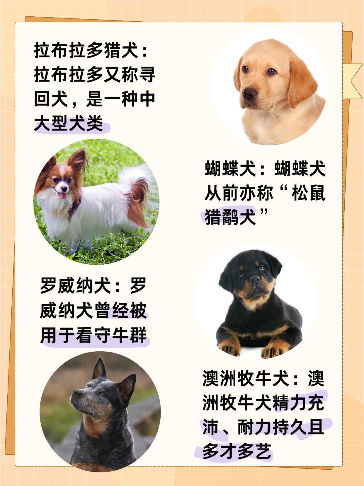 十大聪明犬的排名  哈喽呀