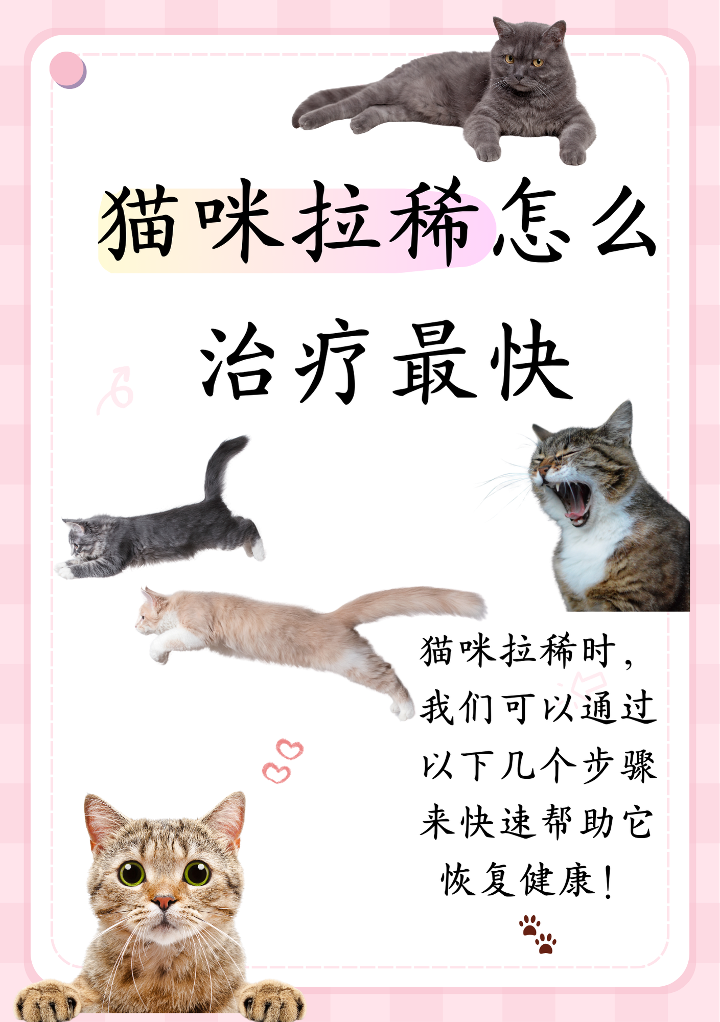 猫咪为什么拉稀