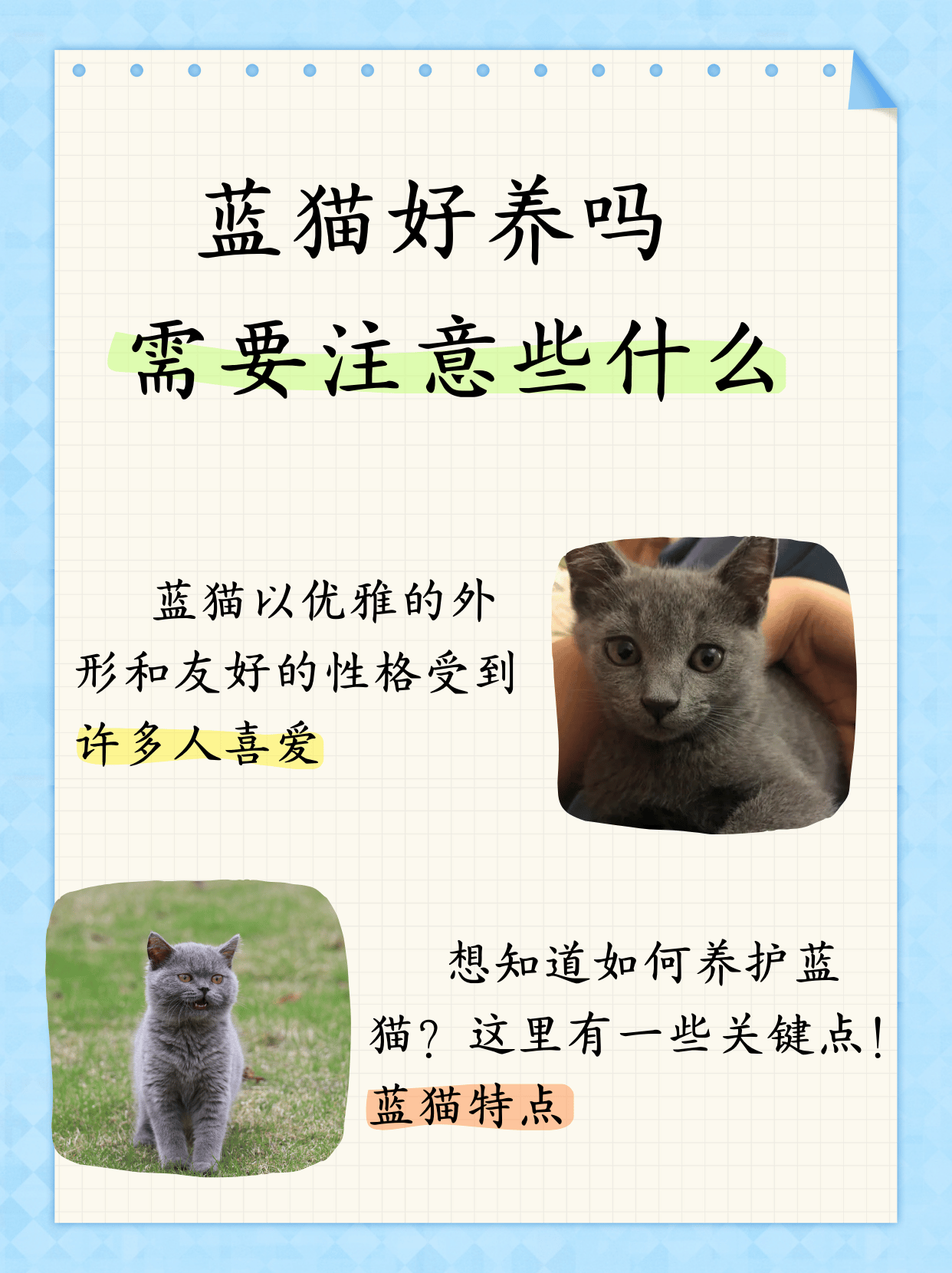 怎么辨别猫的蓝膜图片