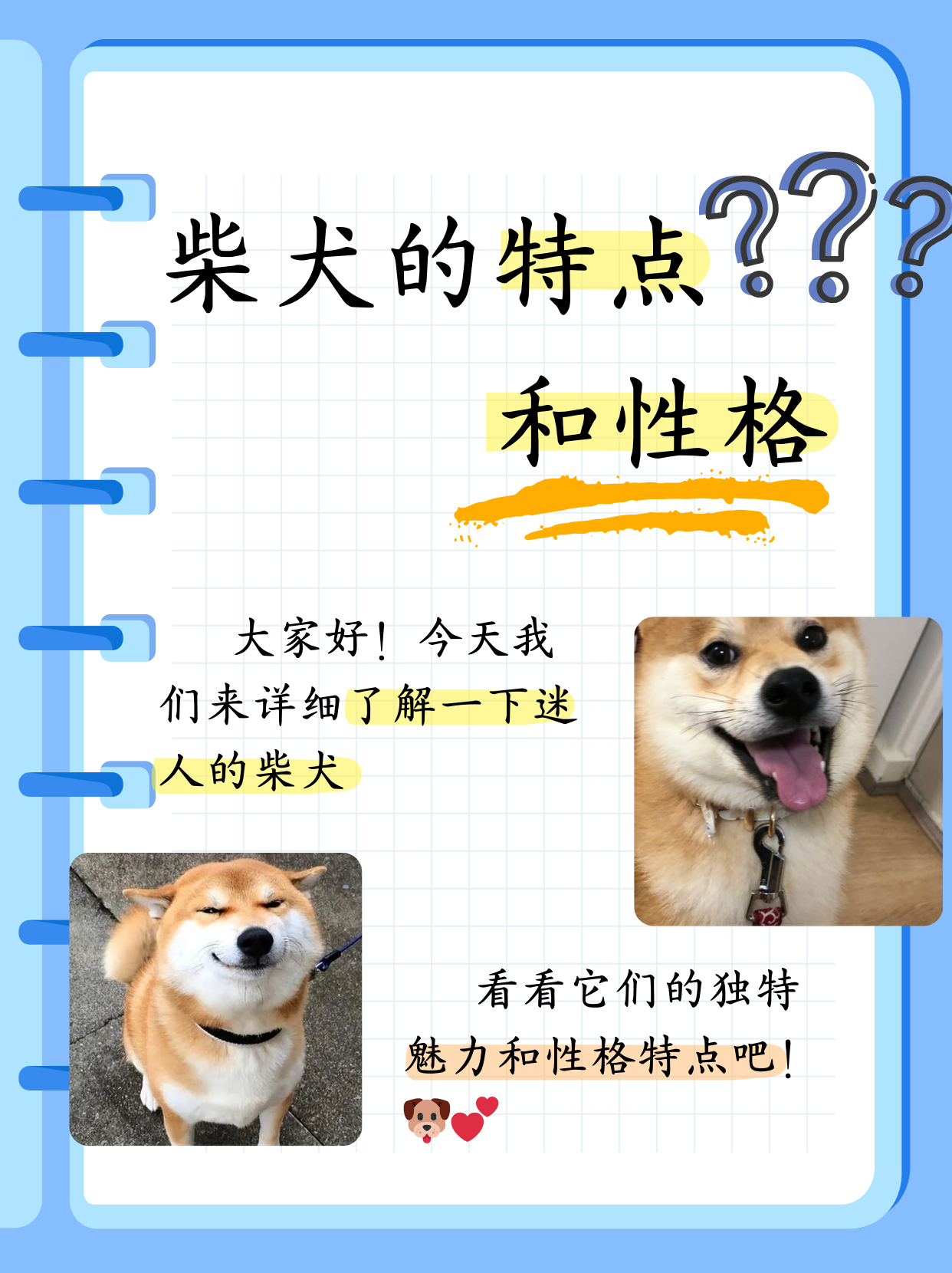 柴犬取名图片