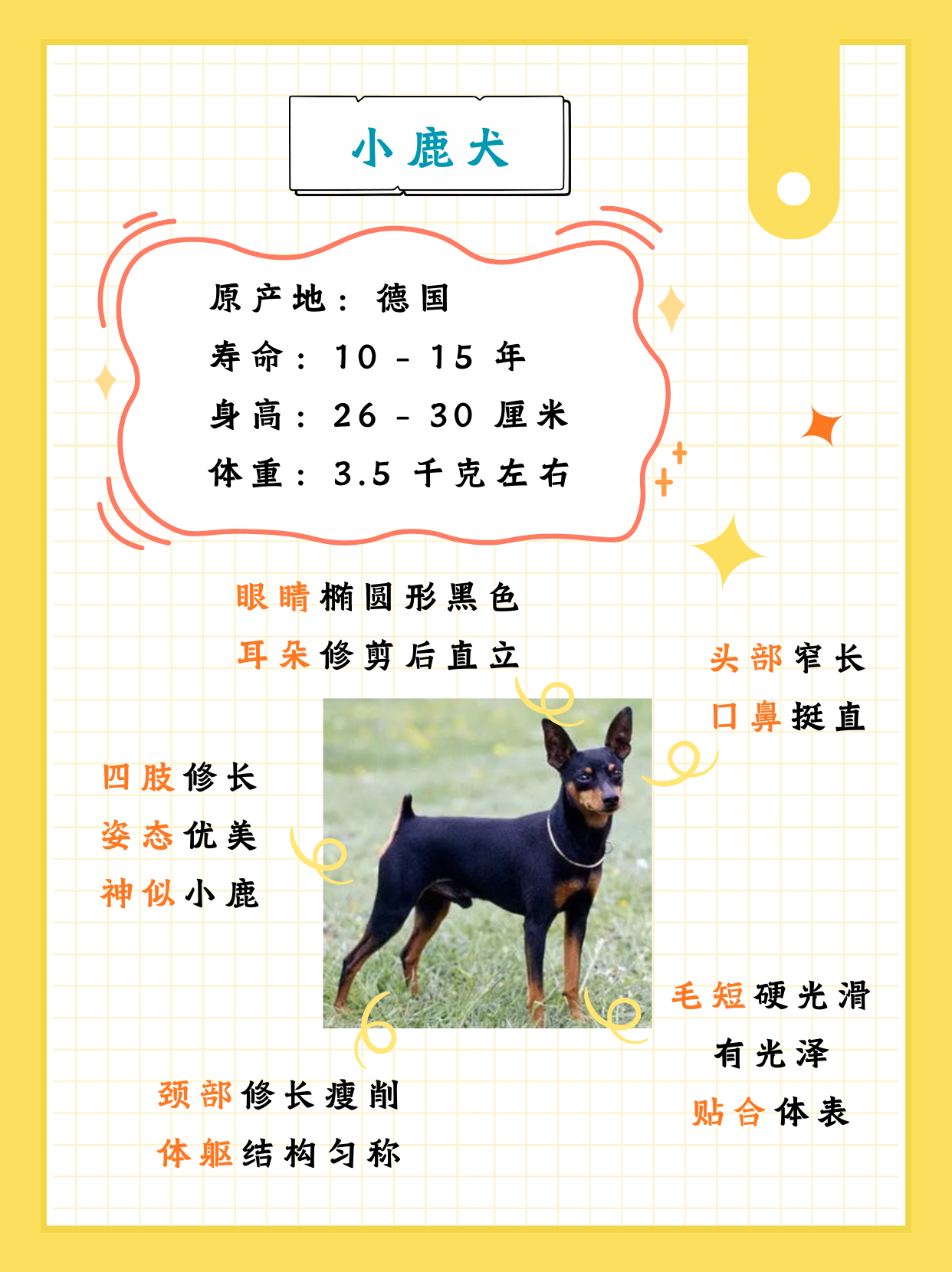 小鹿犬的优点与缺点      在宠物犬的大家庭中,小鹿犬以其独特的外貌