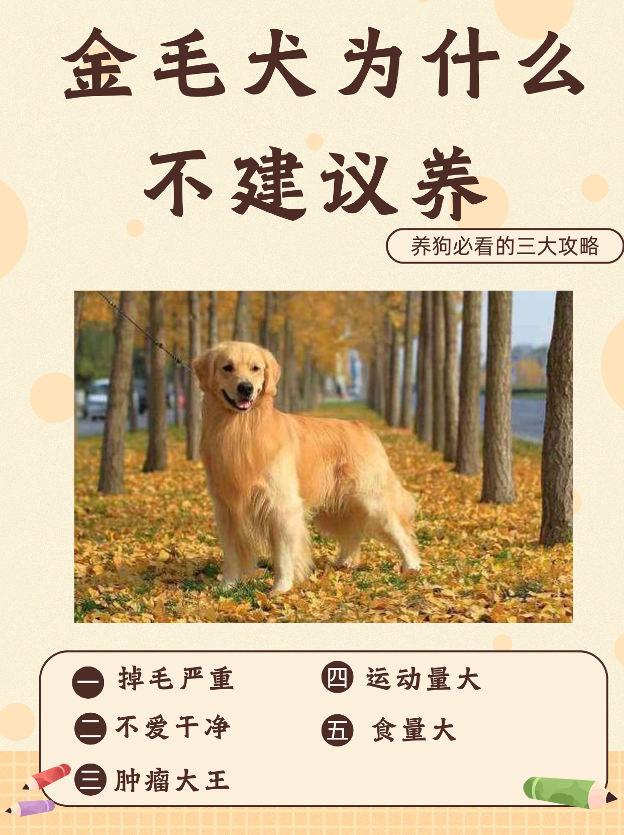 金毛犬寿命图片