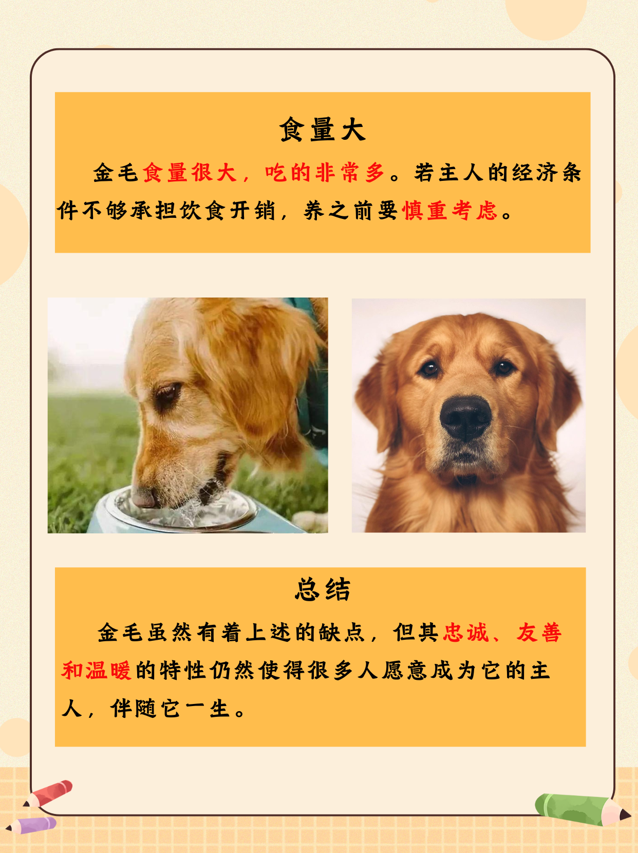 金毛犬为什么不建议养       金毛犬,外表英俊,性格温顺,是很多人理想