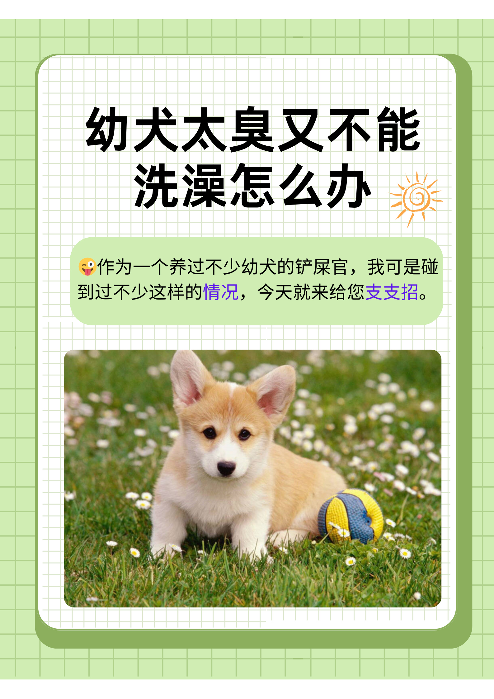 狗为什么不拉屎怎么办百科在线 狗为什么不拉屎怎么办百科在线