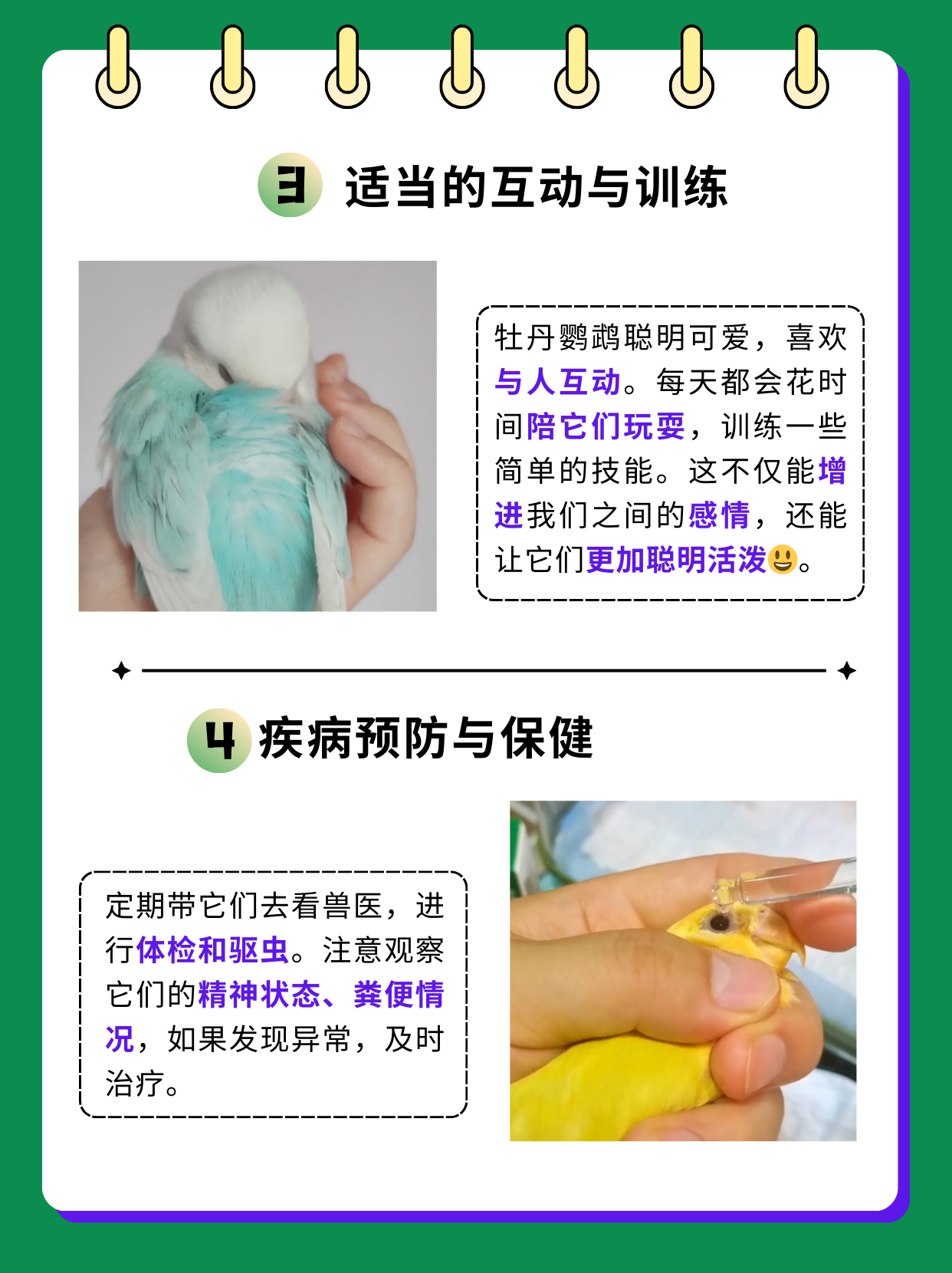 牡丹鹦鹉饲养方法和注意事项  当那五彩斑斓的牡丹鹦鹉成为家庭的一员