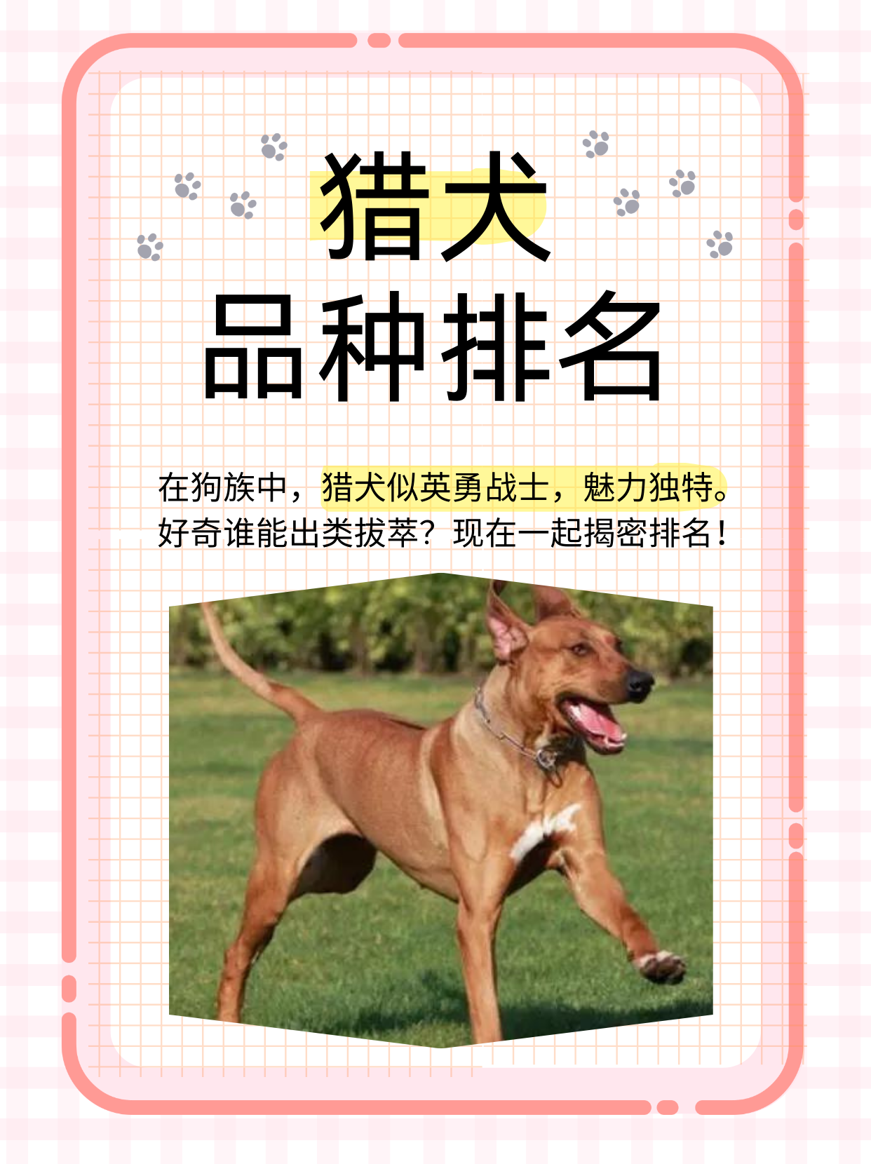 短毛中型犬品种大全图片