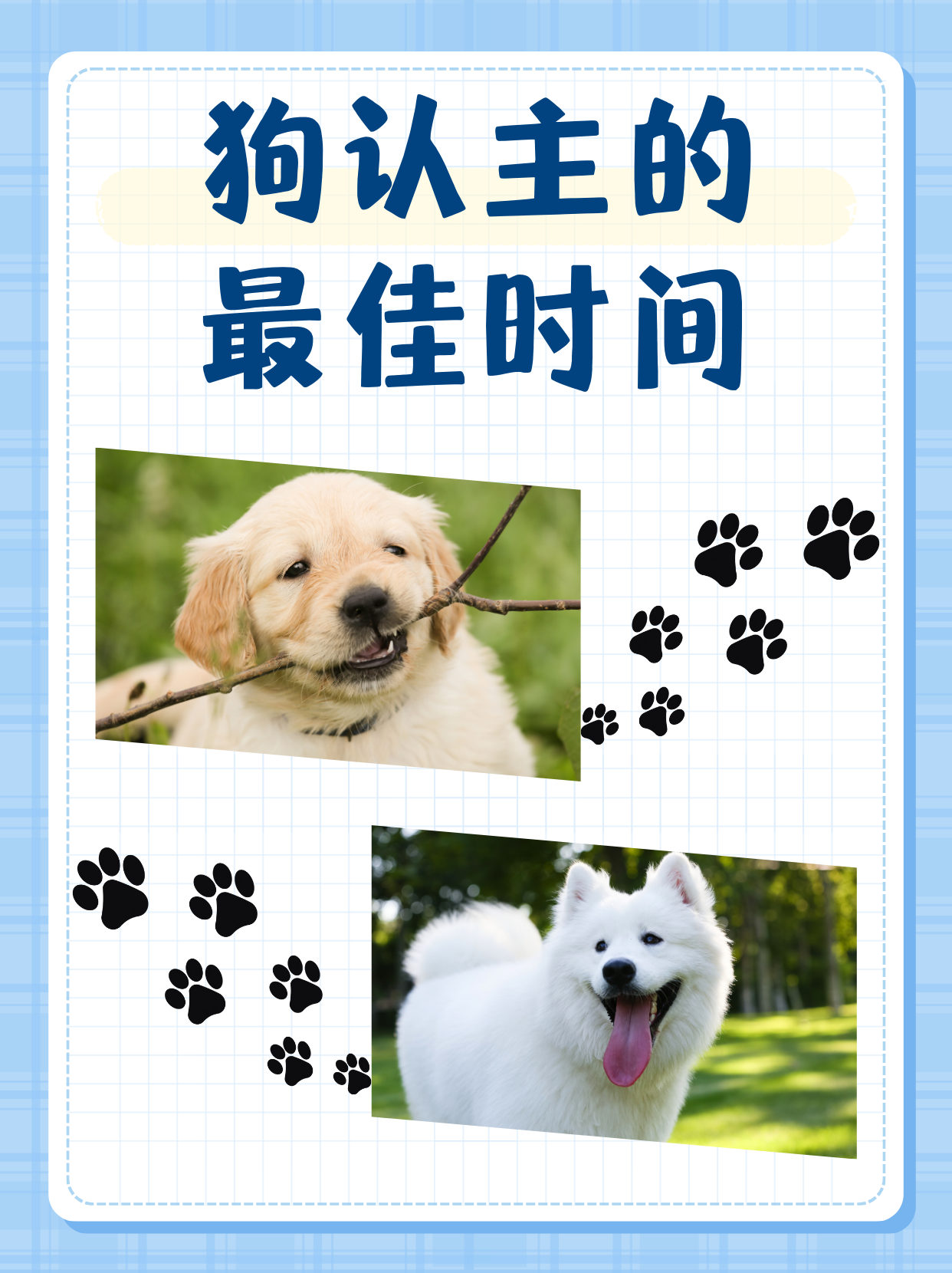 狗狗认主过程