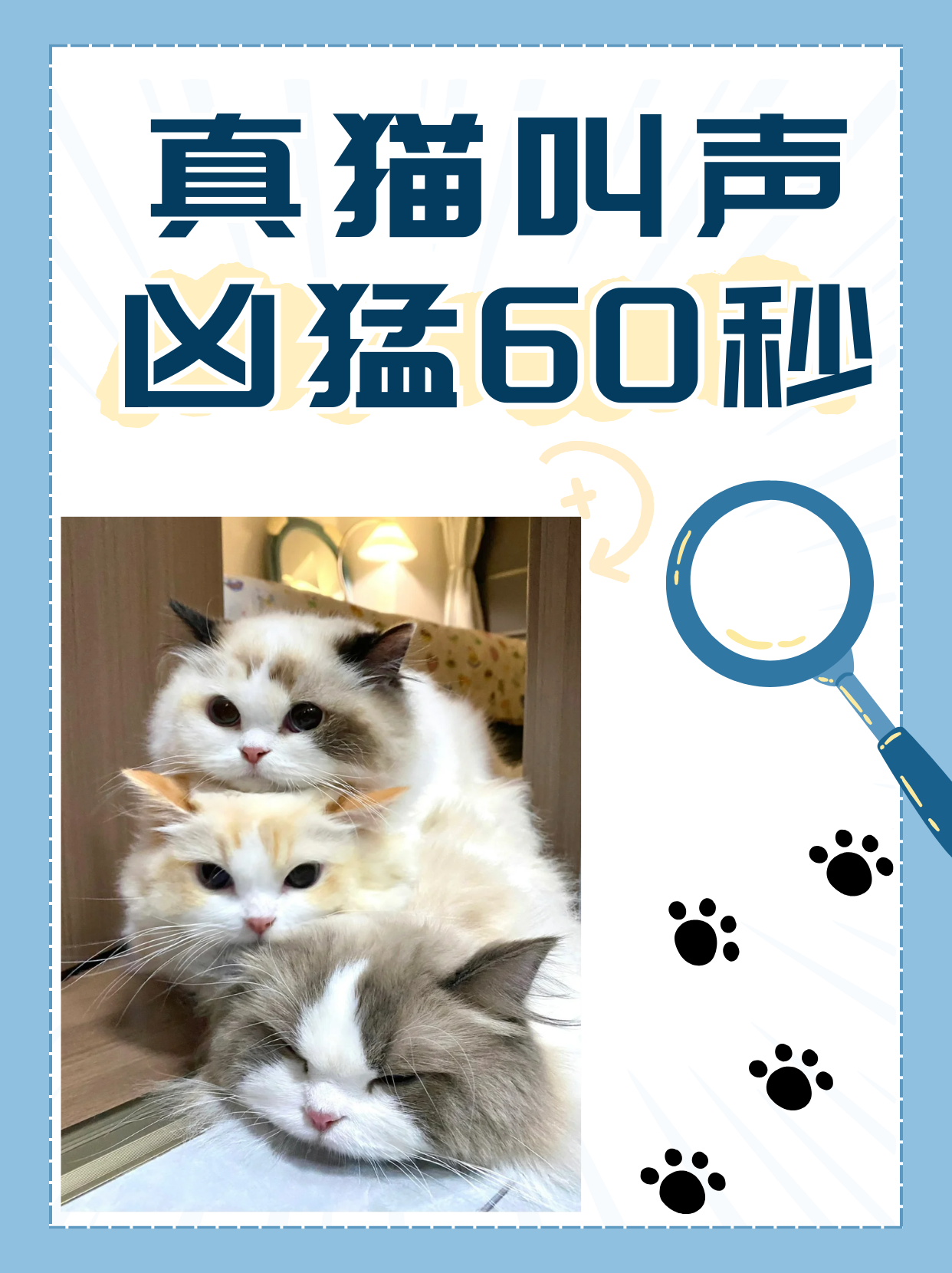 猫咪可是一种充满神秘魅力的动物,它们时而温顺