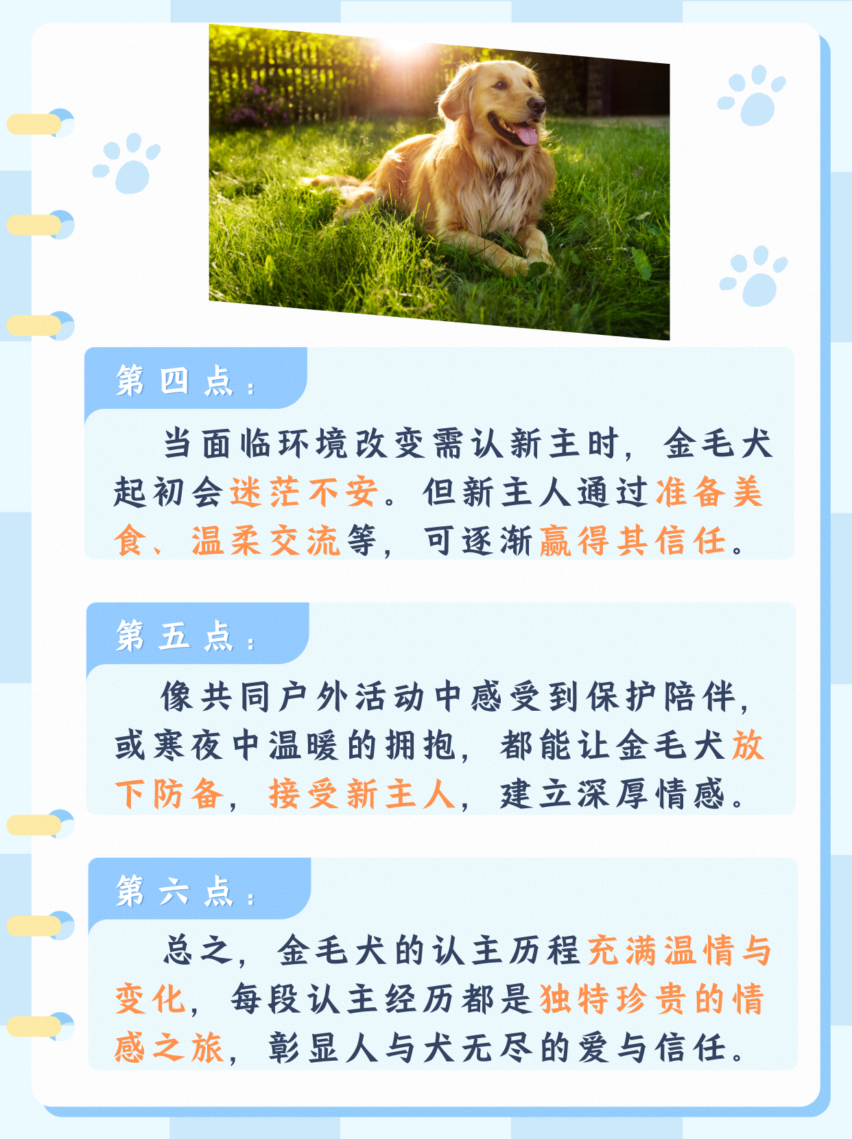 金毛犬寿命图片