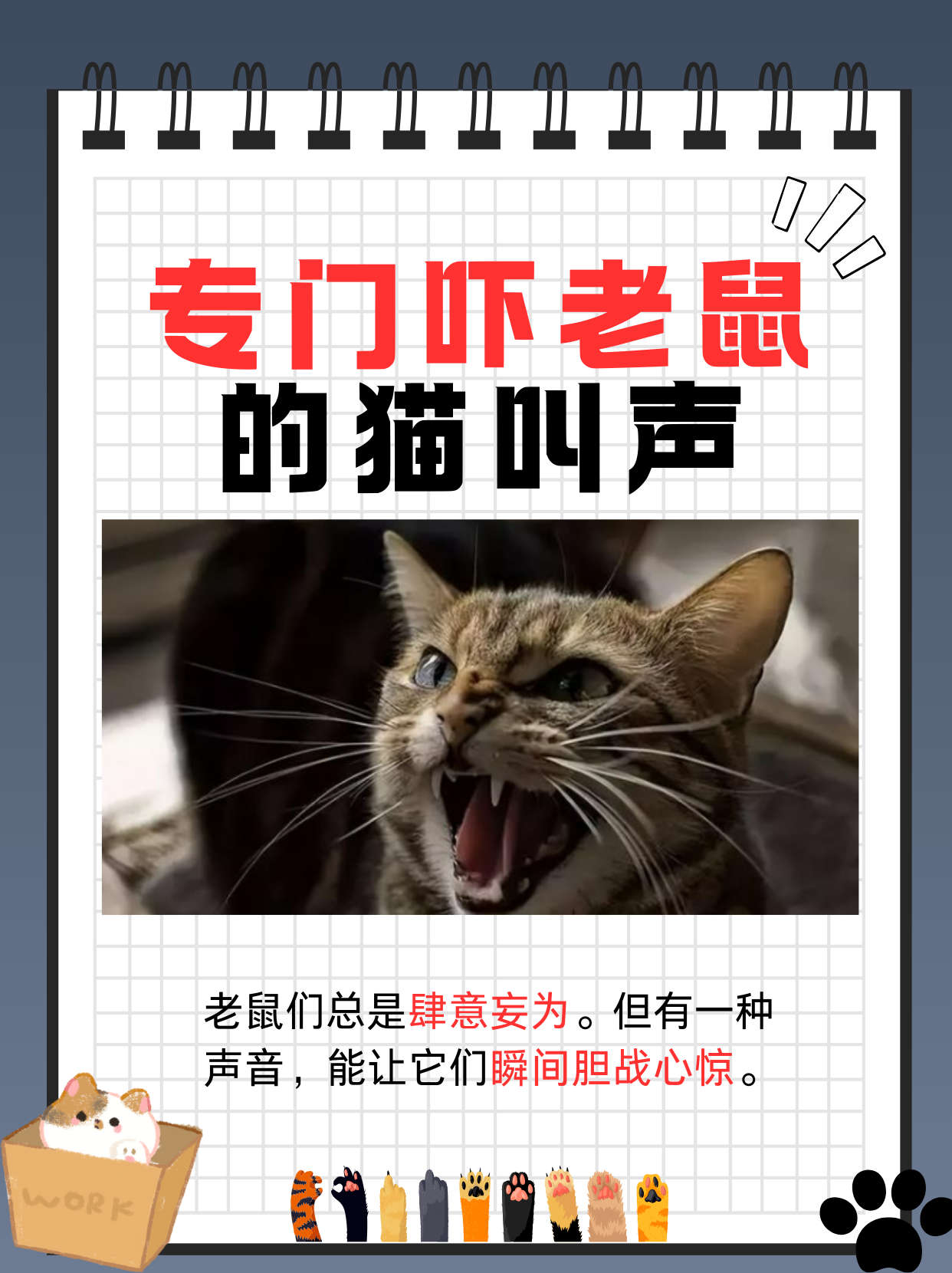 专门吓老鼠的猫叫声