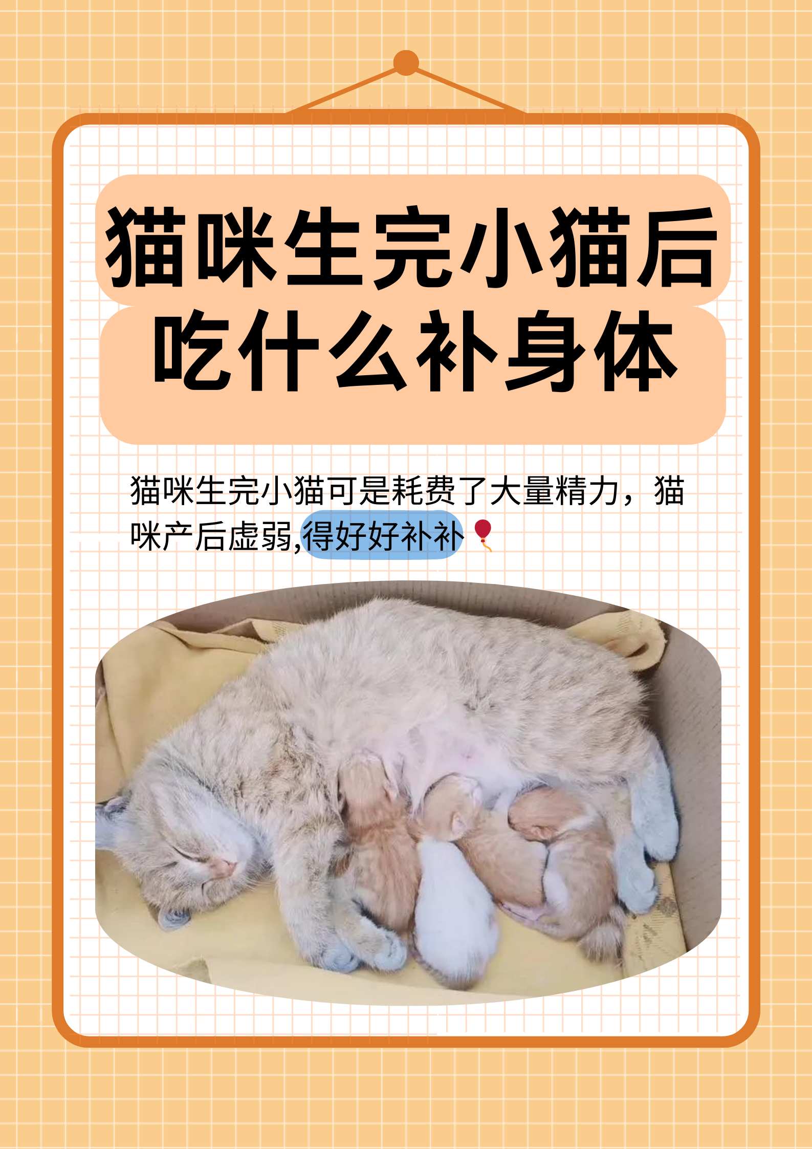 猫咪生完小猫后吃什么补身体  猫咪生完小猫后身体较为虚弱,需要我们