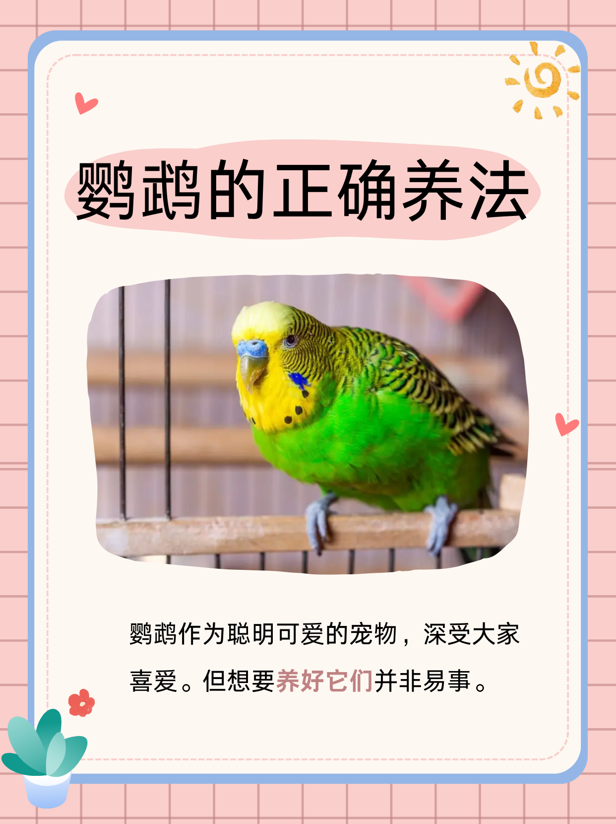 鹦鹉怕冷吗图片