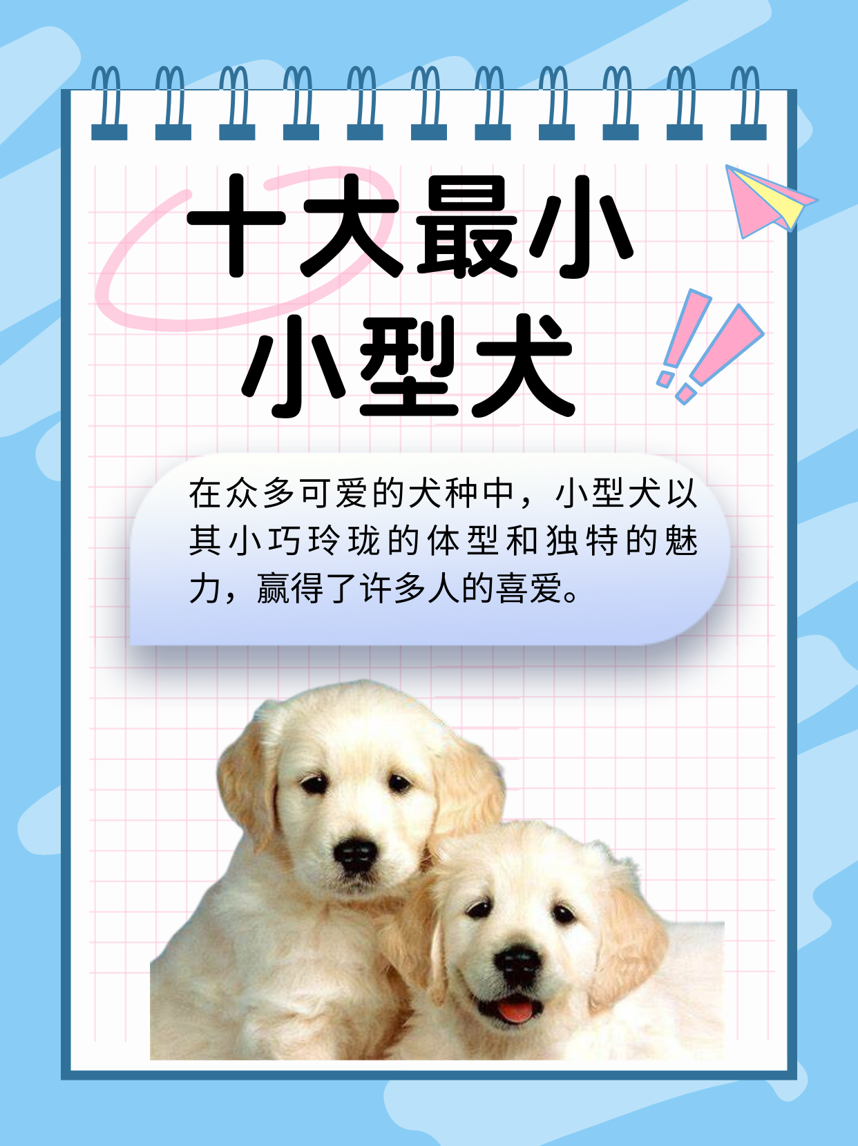十大微型犬排名
