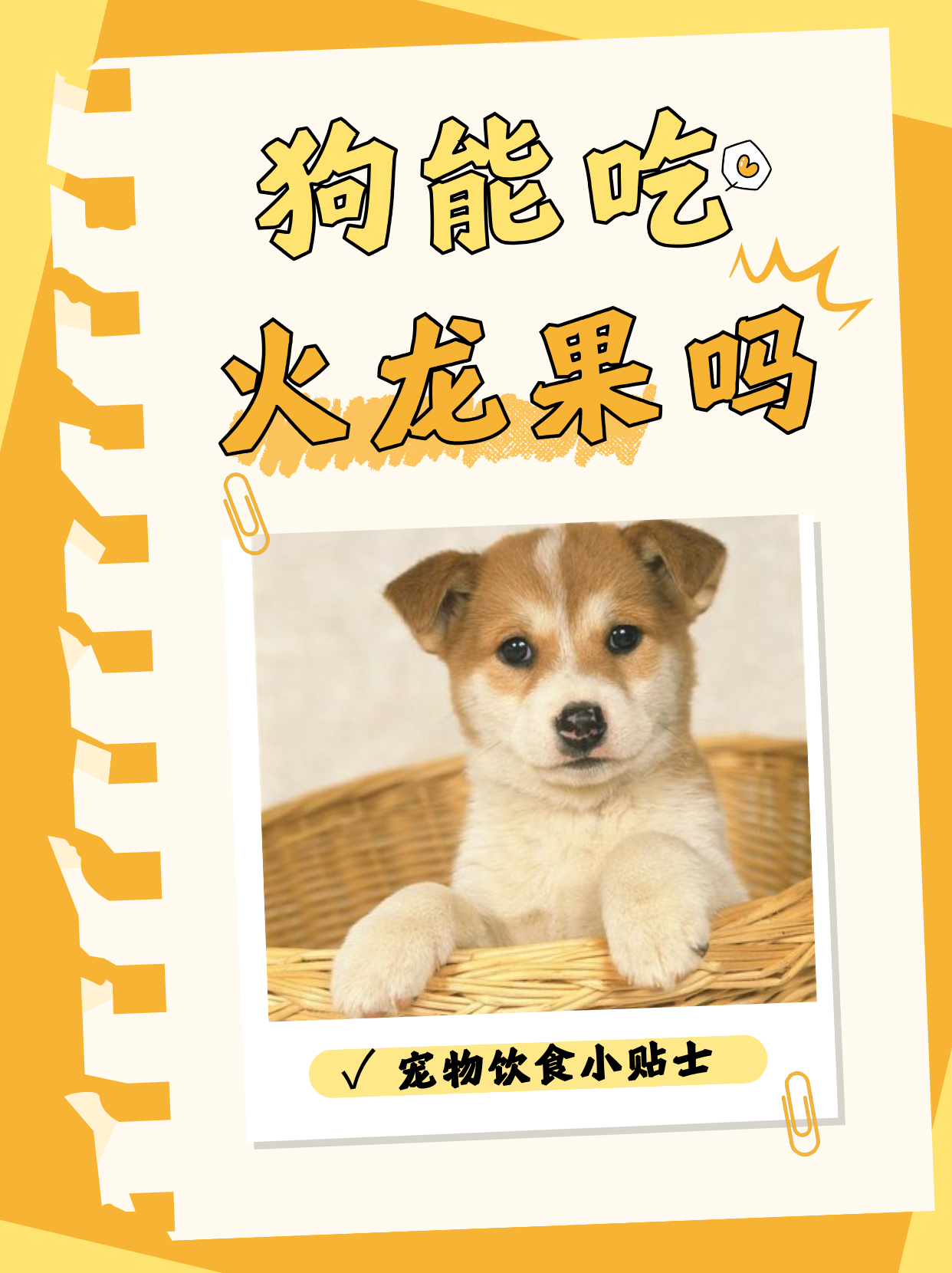 宠物的饮食健康至关重要,火龙果作为一种常见的