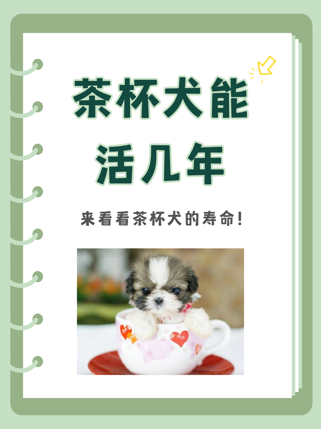 茶杯犬1元一只 茶犬图片