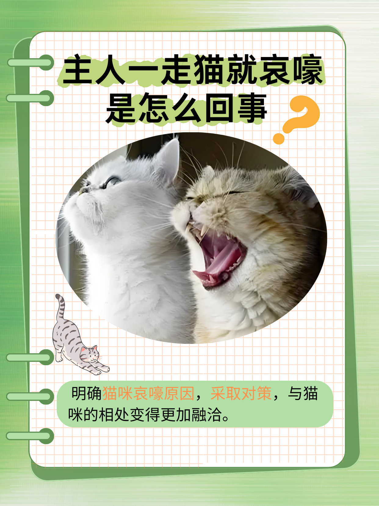 猫死了会怨恨主人吗