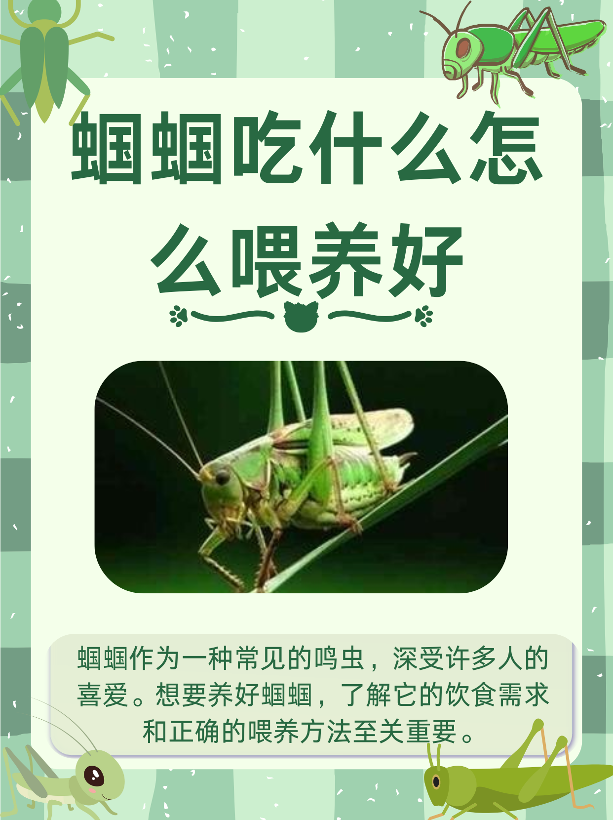 蝈蝈吃什么怎么喂养好  蝈蝈作为一种常见的鸣虫,深受许多人的喜爱.
