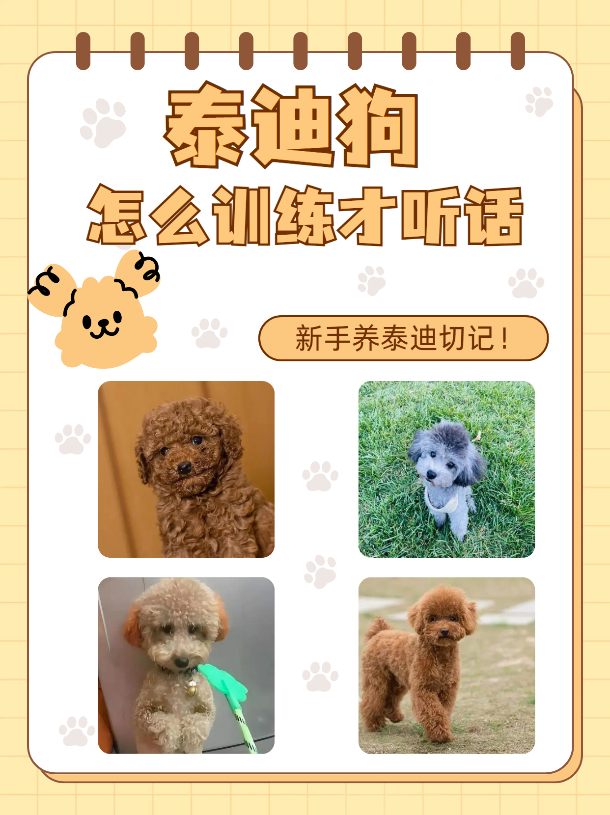 泰迪狗怎么训练才听话  嘿,亲爱的铲屎官们!