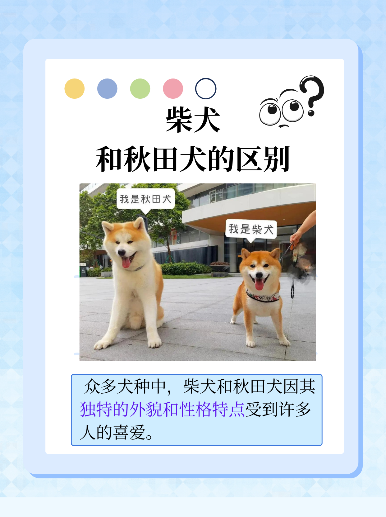 柴犬特点图片