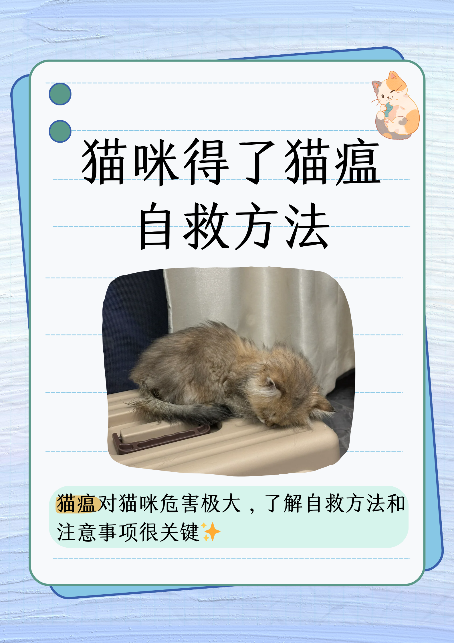 猫瘟在家自救方法