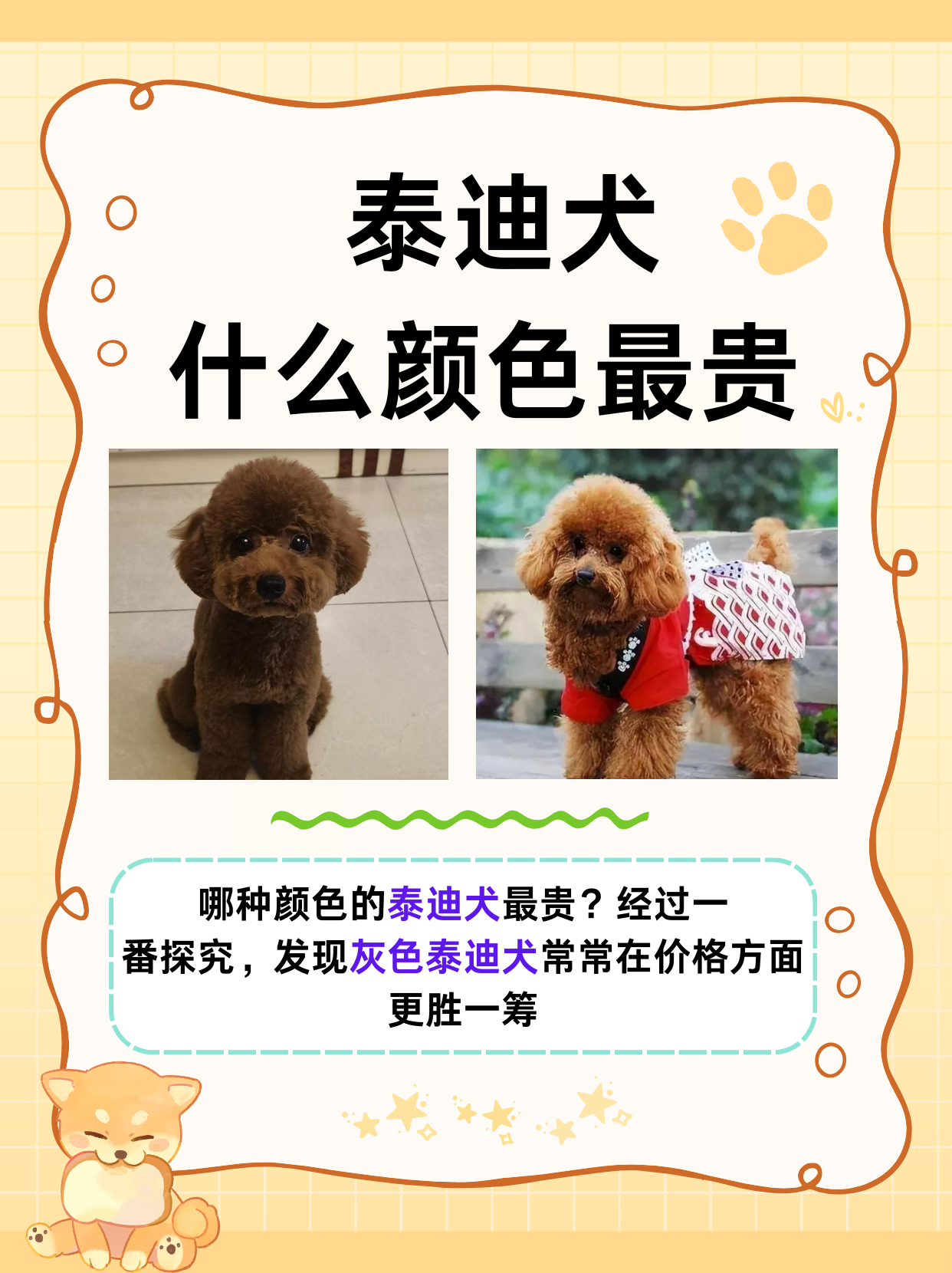 泰迪犬报价图片