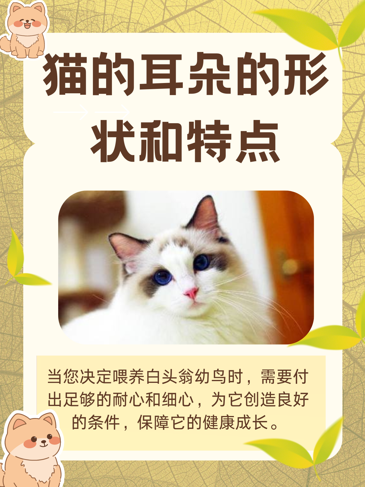 猫咪耳朵图片结构图图片