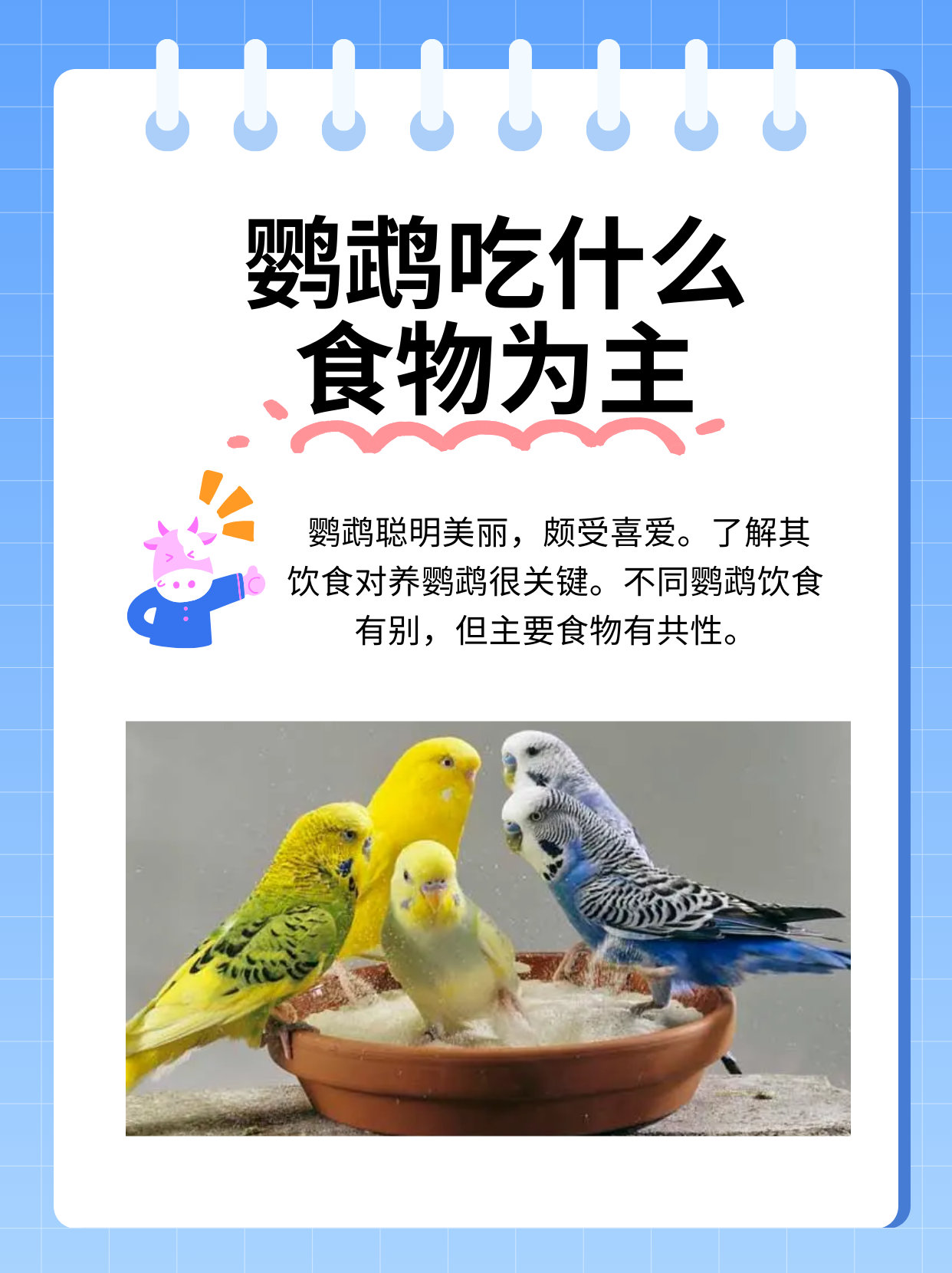 鹦鹉快乐的叫声图片