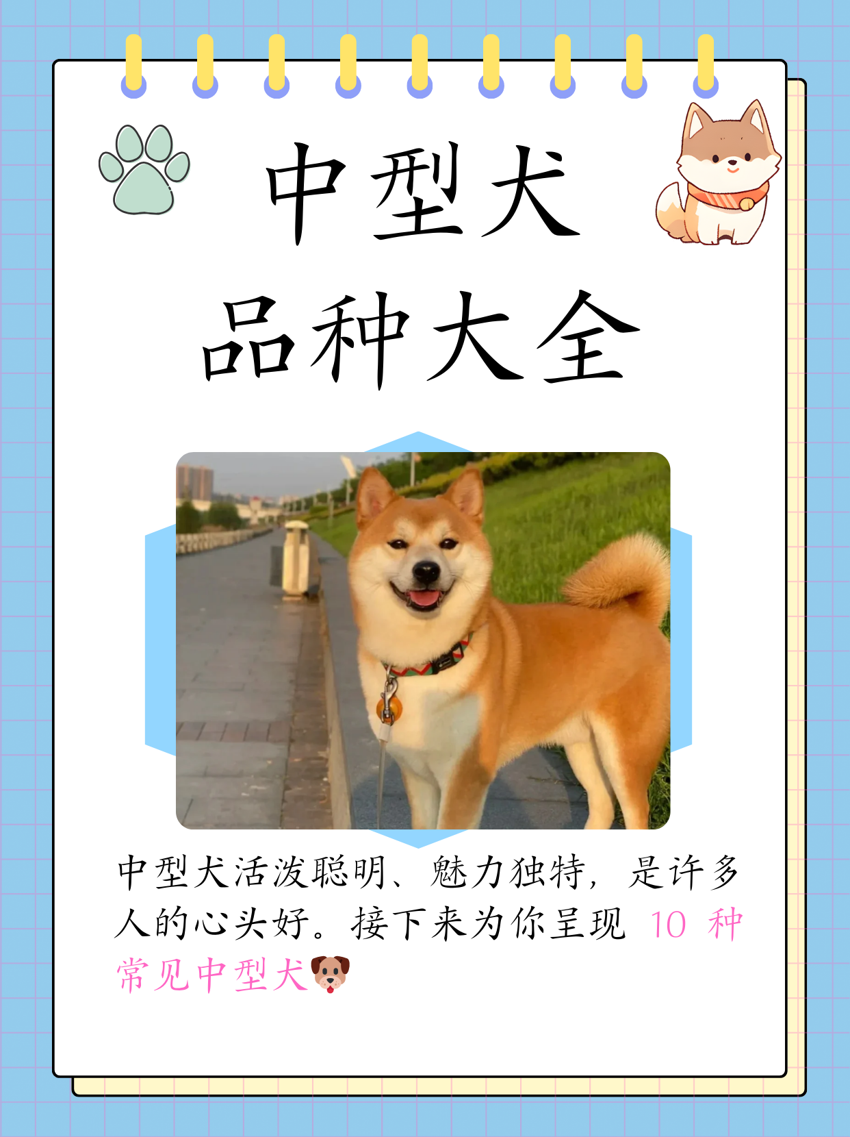 中型犬品种大全干净图片