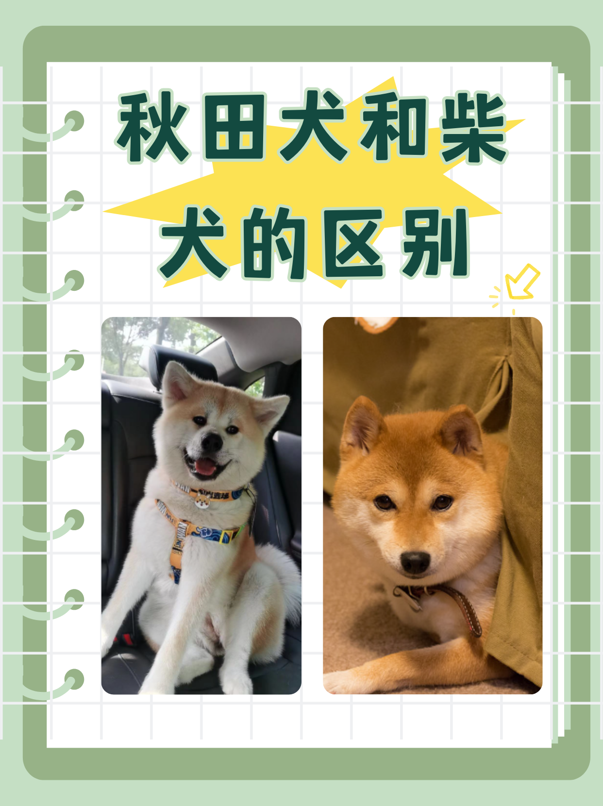 秋田犬和柴犬的区别  亲爱的宠物爱好者们,今天让我们一起来深入了解