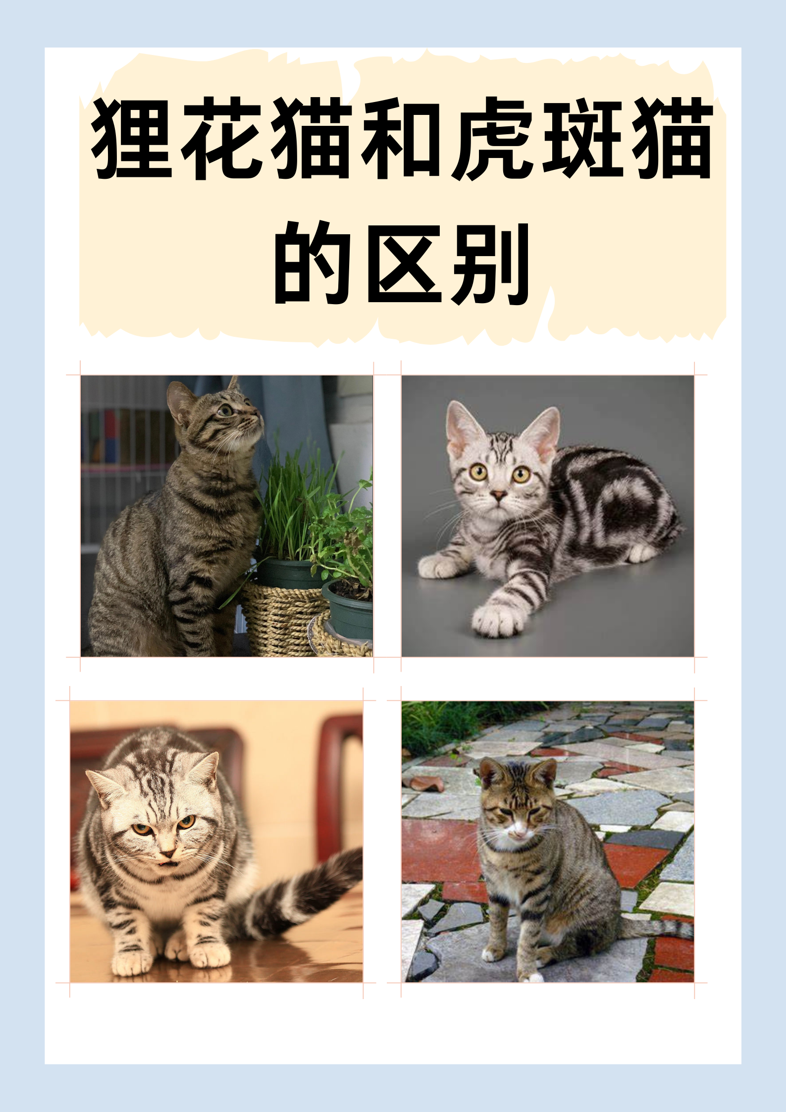 狸花猫和虎斑猫的区别