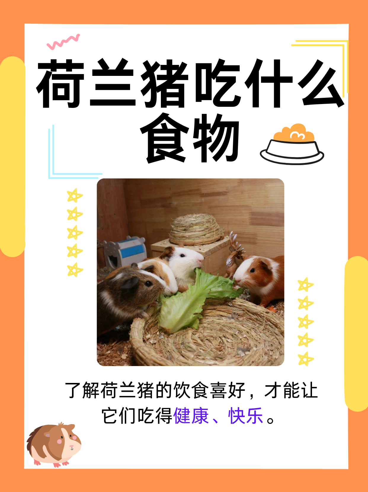 荷兰猪吃什么食物  荷兰猪作为小宠物,深受许多人的喜爱.
