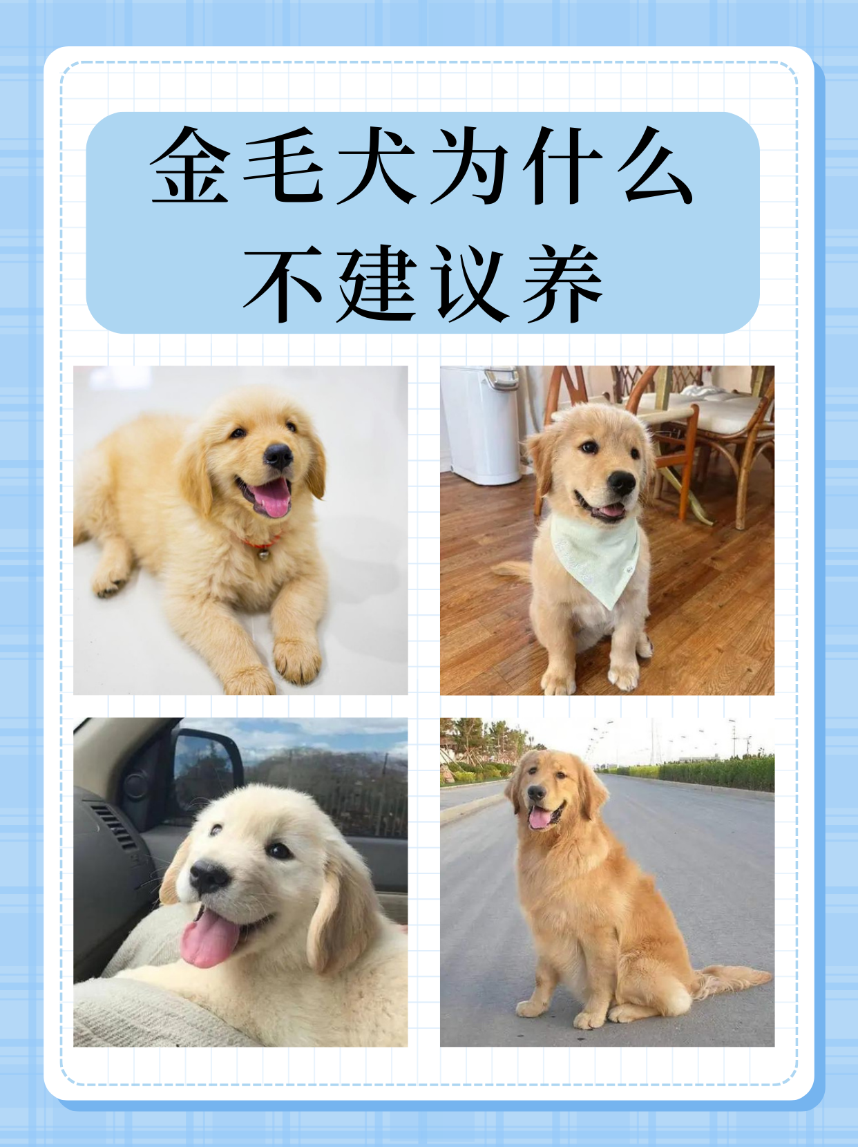 金毛犬为什么不建议养  金毛犬虽然以其温顺,友善,聪明等特质深受许多